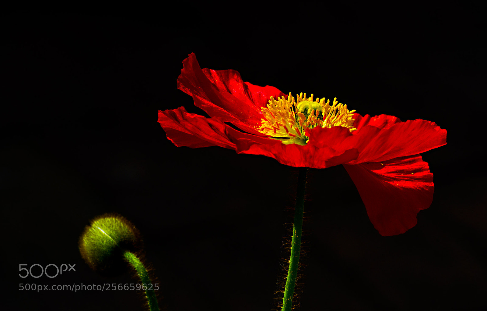 Nikon D750 sample photo. Mohn 2 photography