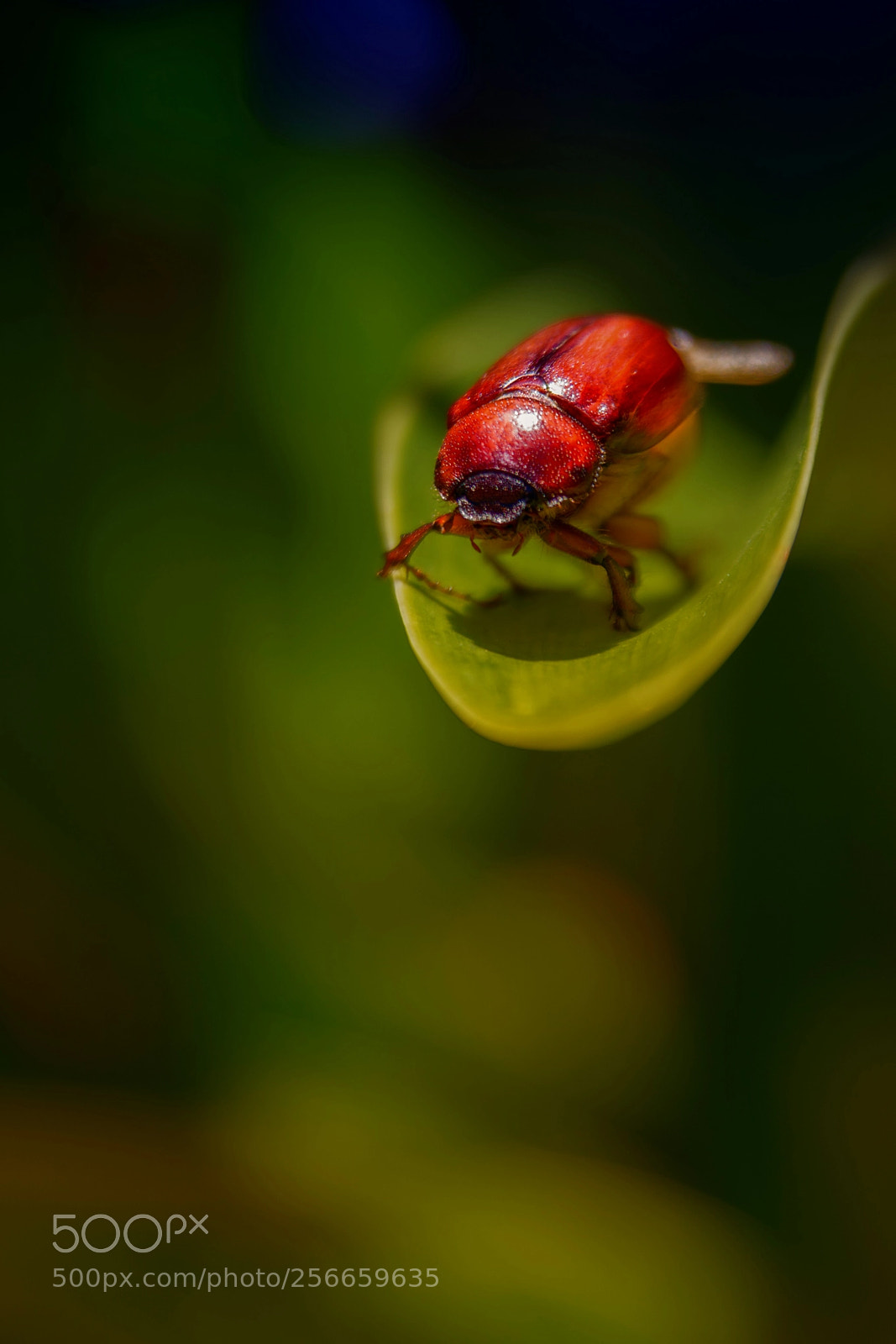 Nikon D7200 sample photo. Trampolín photography