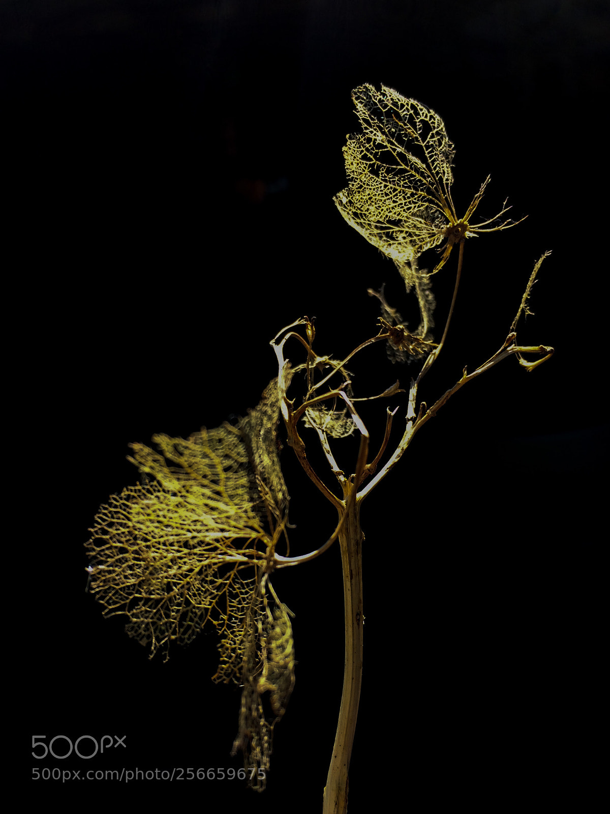 Apple iPhone 5s sample photo. Last years hydrangea flowers photography