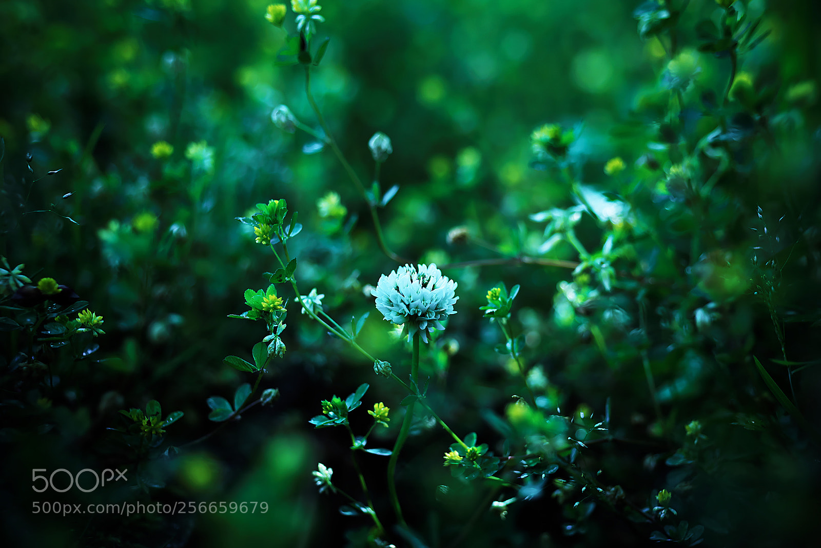 Nikon D800E sample photo. Secret photography