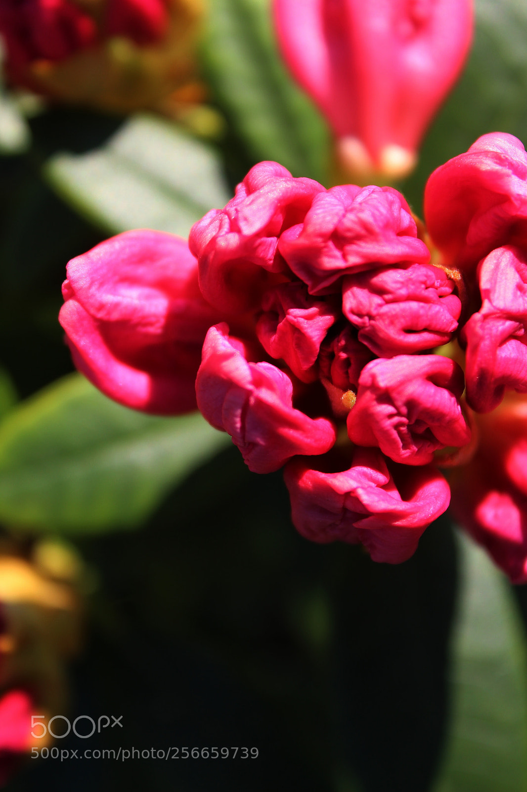 Canon EOS 1300D (EOS Rebel T6 / EOS Kiss X80) sample photo. Spider and flower photography
