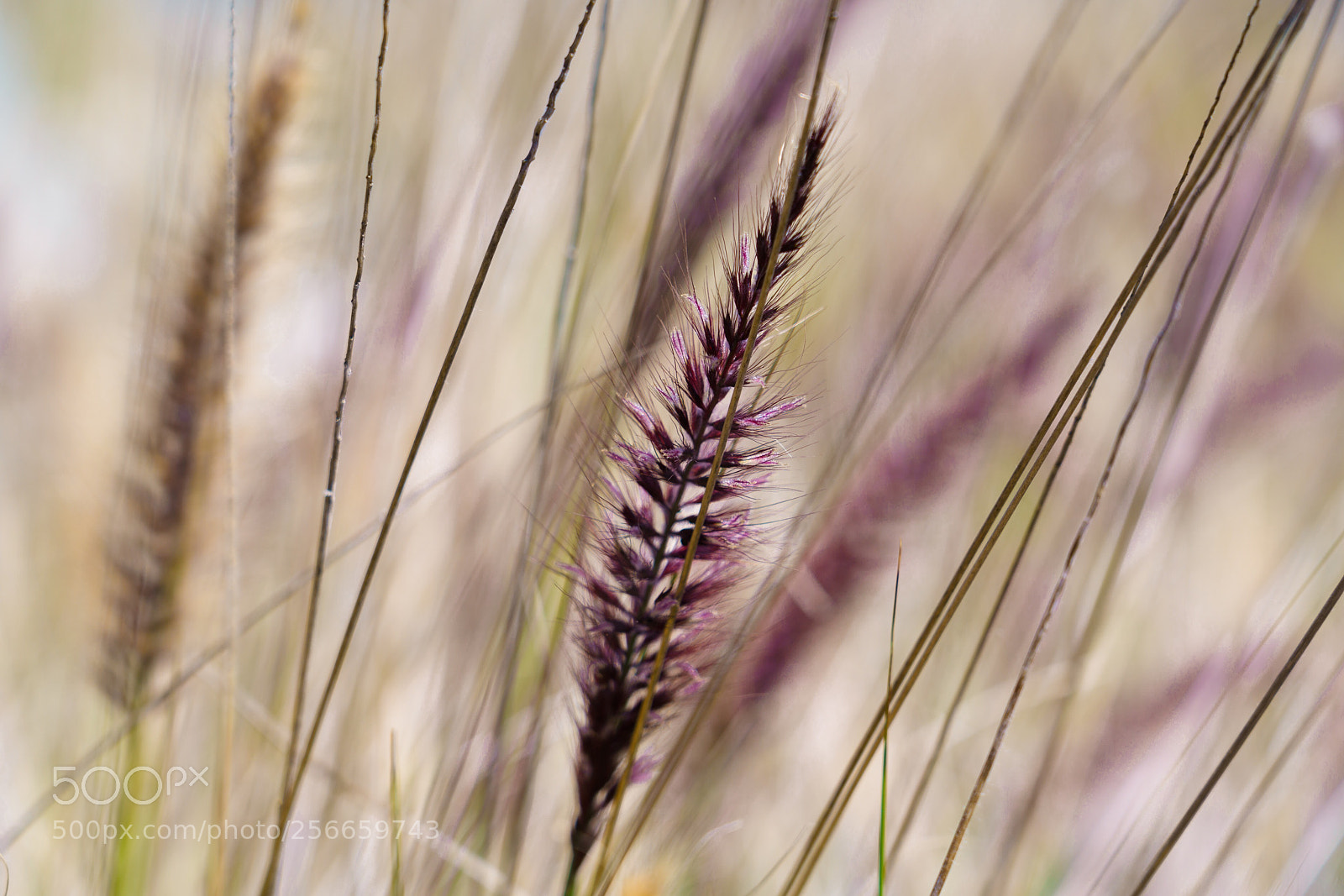 Sony a7R II sample photo. Spring time photography
