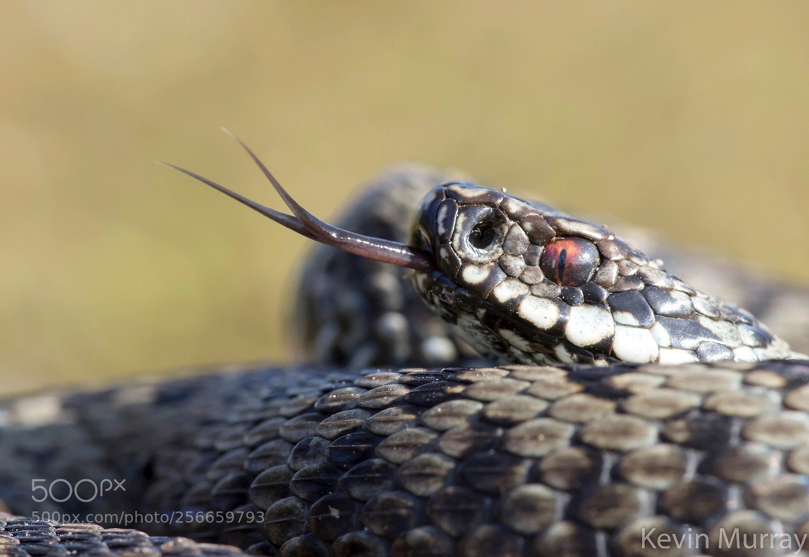 Canon EOS 7D Mark II sample photo. Adder close up photography