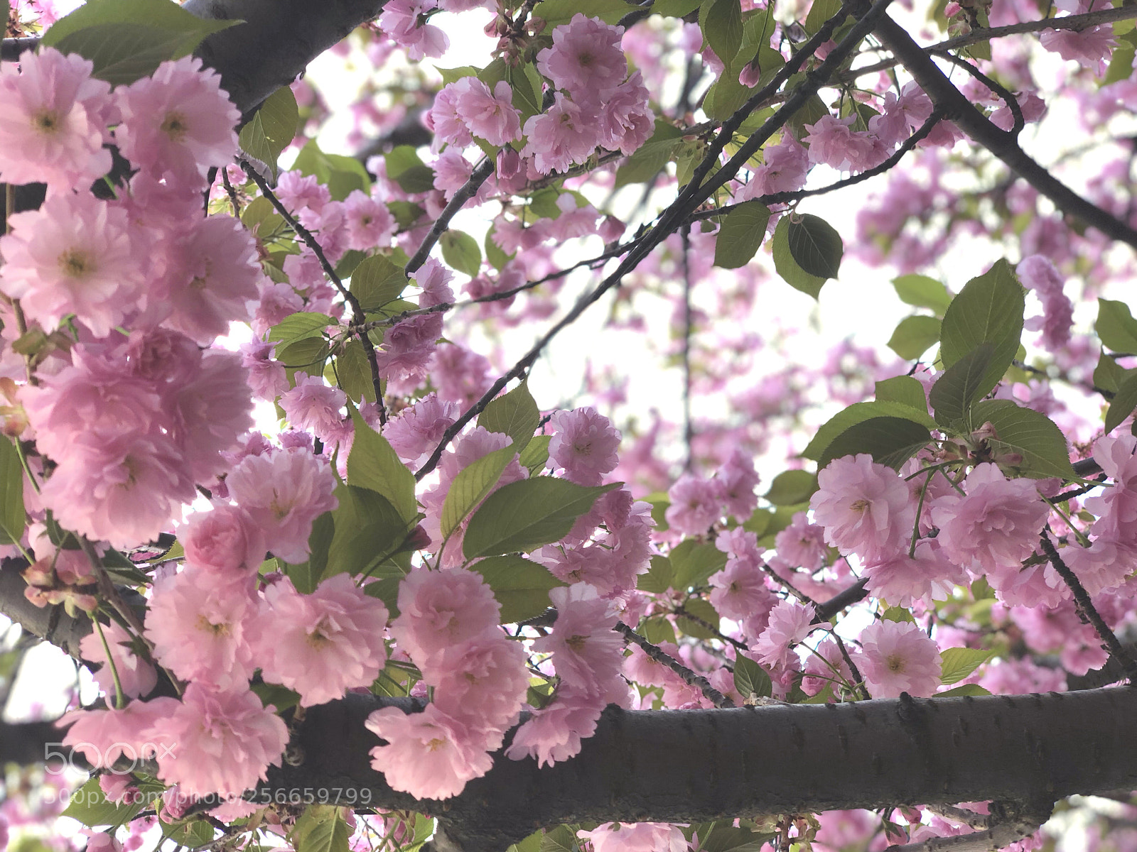 Apple iPhone X sample photo. Cherry photography