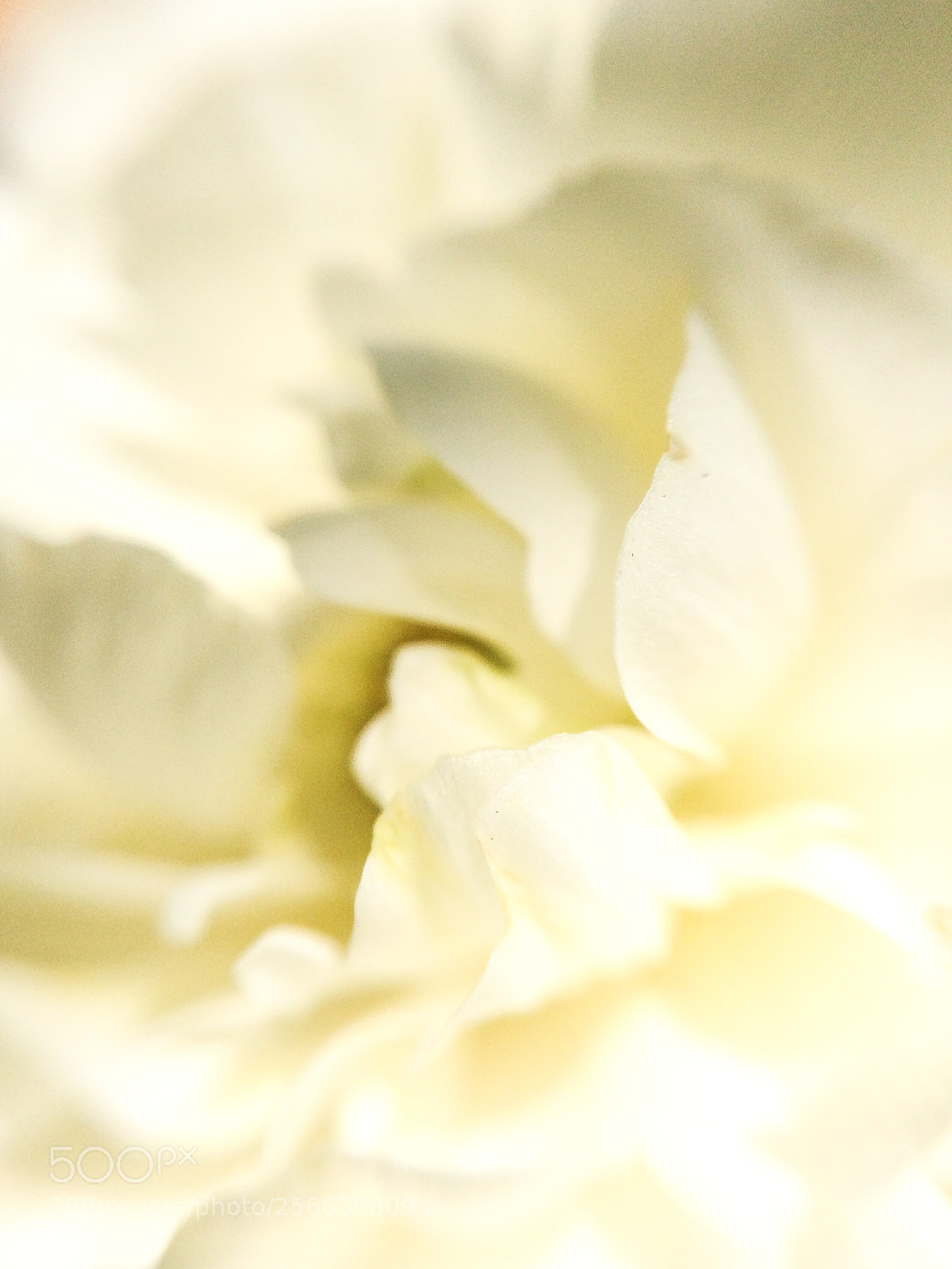 Apple iPhone 5s sample photo. White ranunculus photography