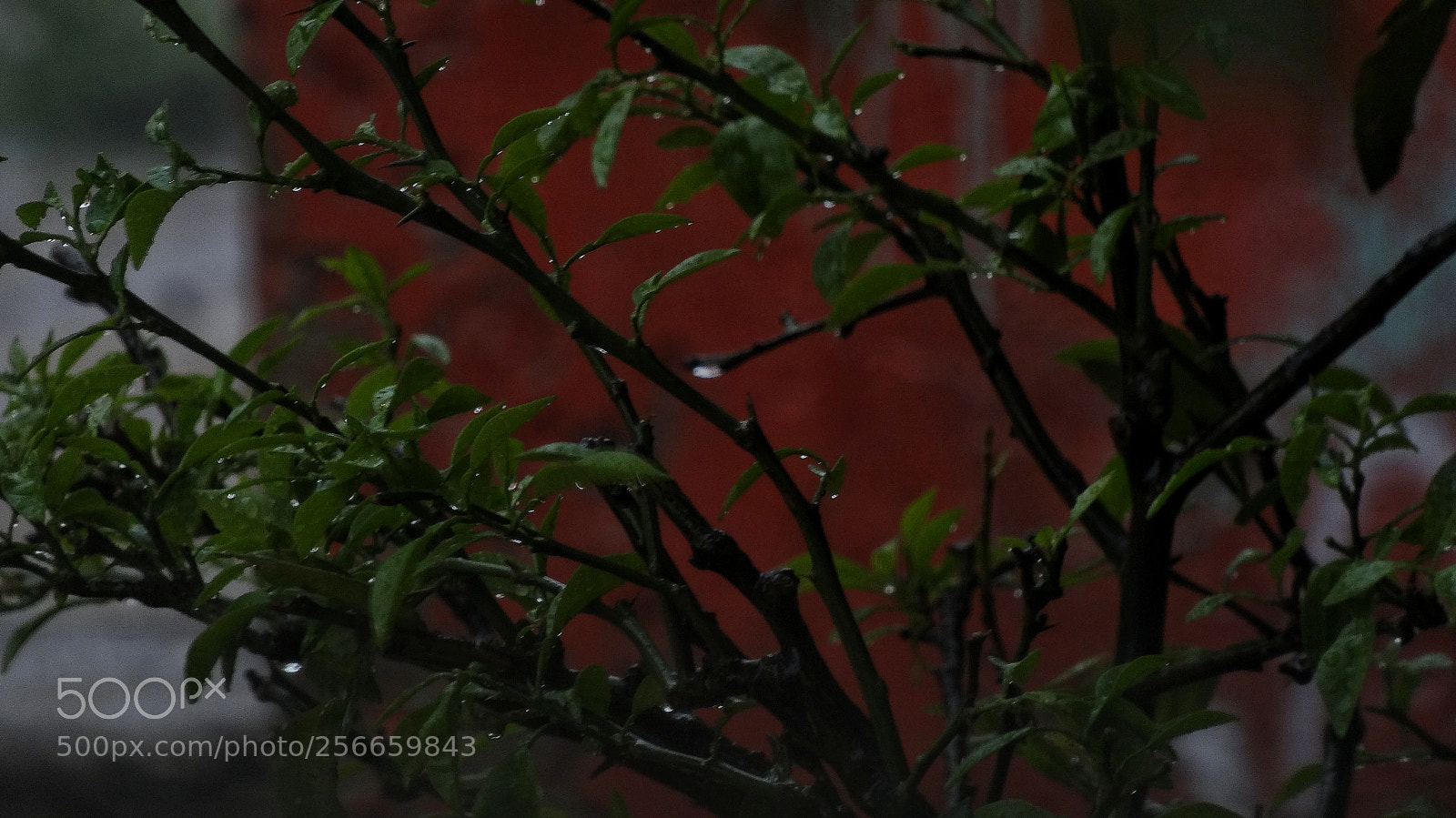 Sony Cyber-shot DSC-HX20V sample photo. Rain photography