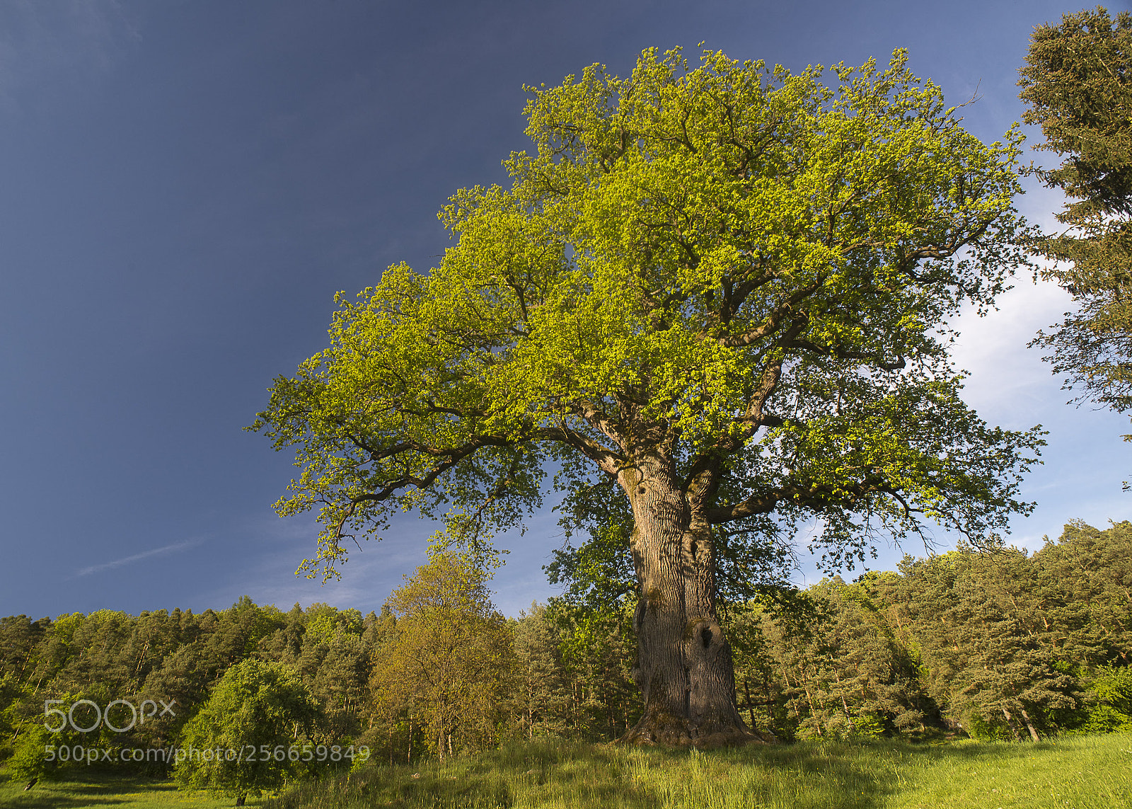 Nikon D750 sample photo. Old king of the photography