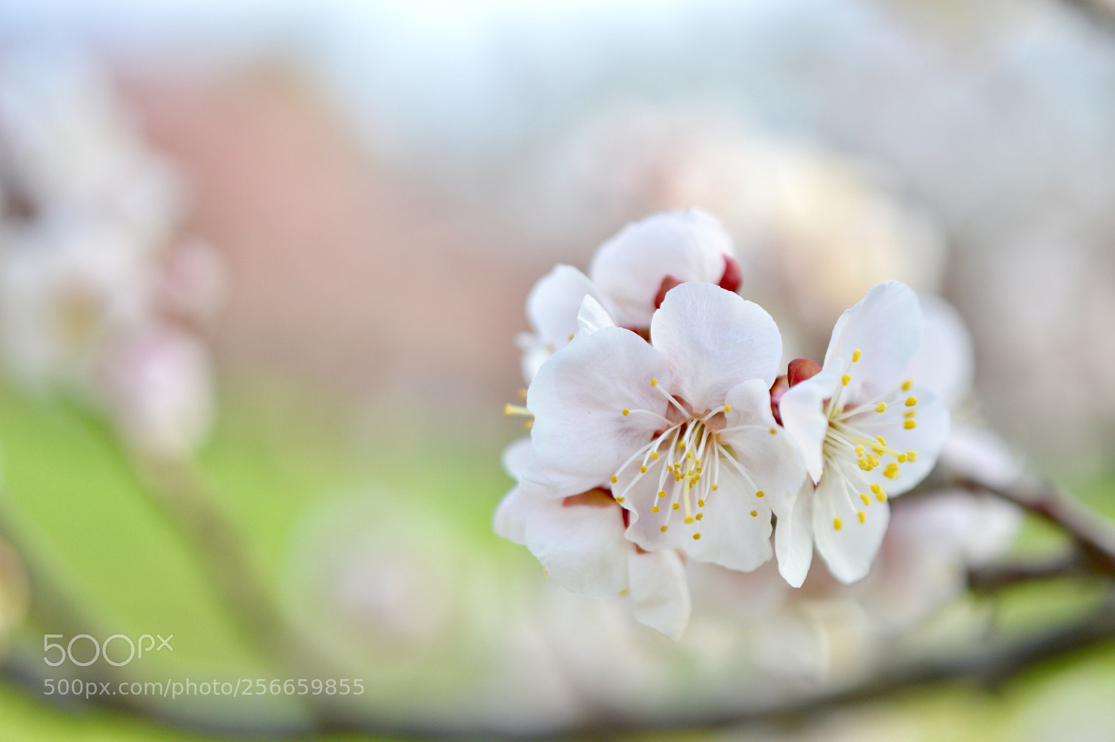 Nikon D3200 sample photo. 梅の花
plum blossoms photography
