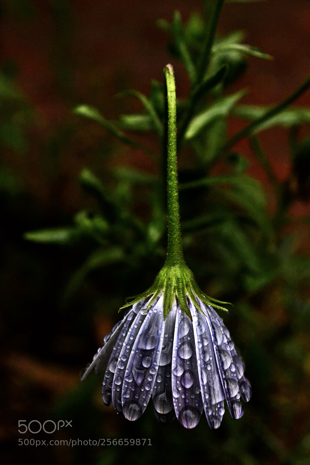 Nikon D3100 sample photo. Untitled photography