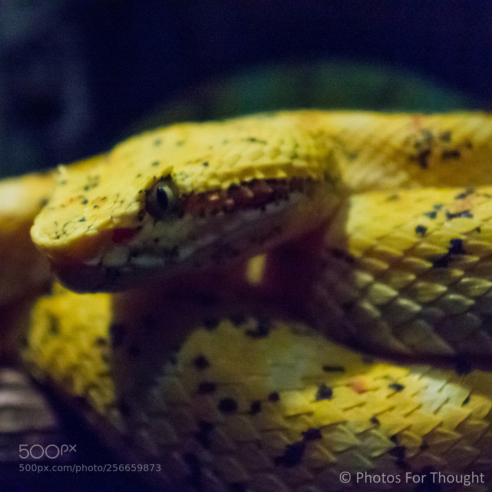 Sony Alpha NEX-5R sample photo. Glow photography
