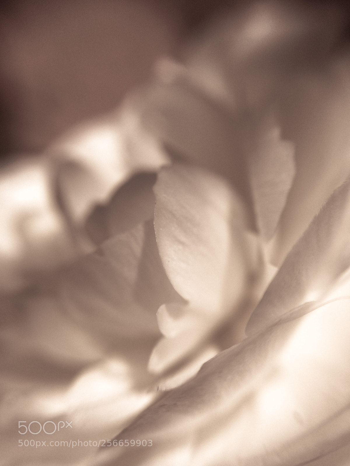 Apple iPhone 5s sample photo. White ranunculus photography