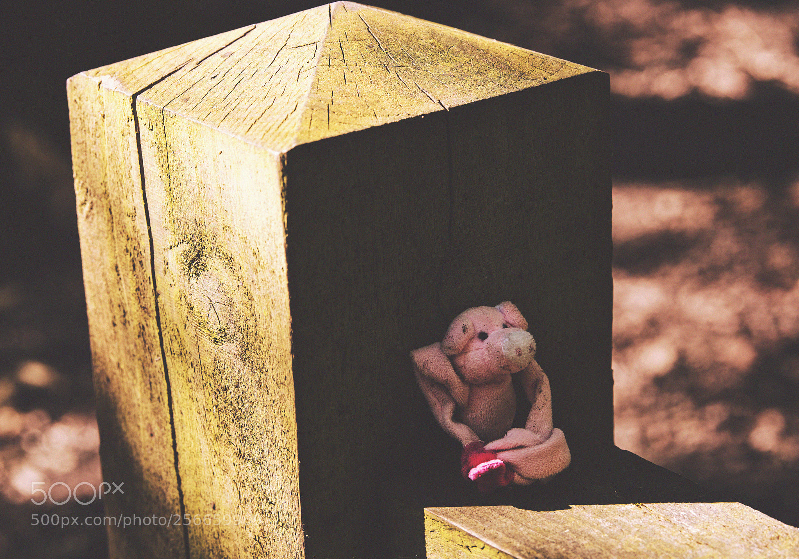 Nikon D750 sample photo. Piggy sitting on the photography