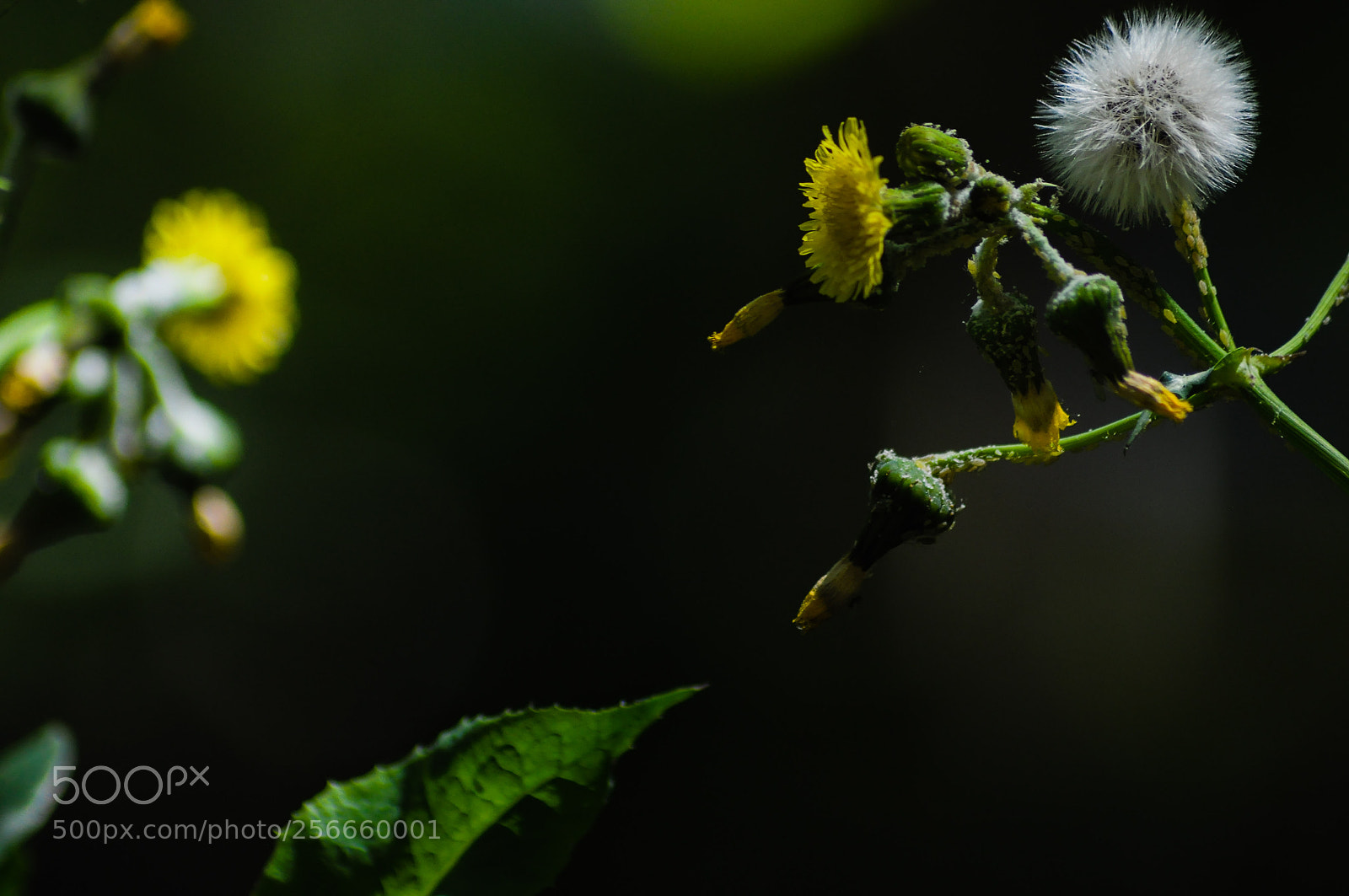 Nikon D90 sample photo. Untitled photography