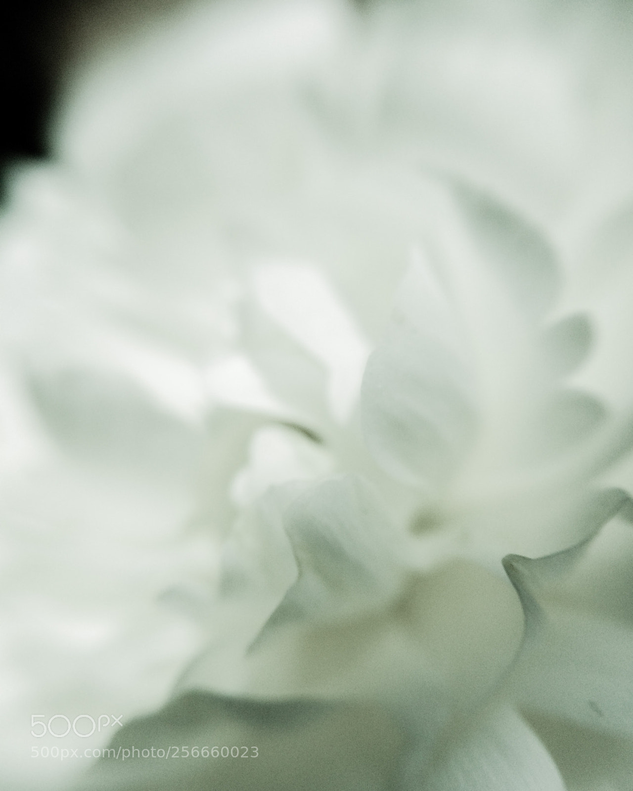 Apple iPhone 5s sample photo. White ranunculus photography