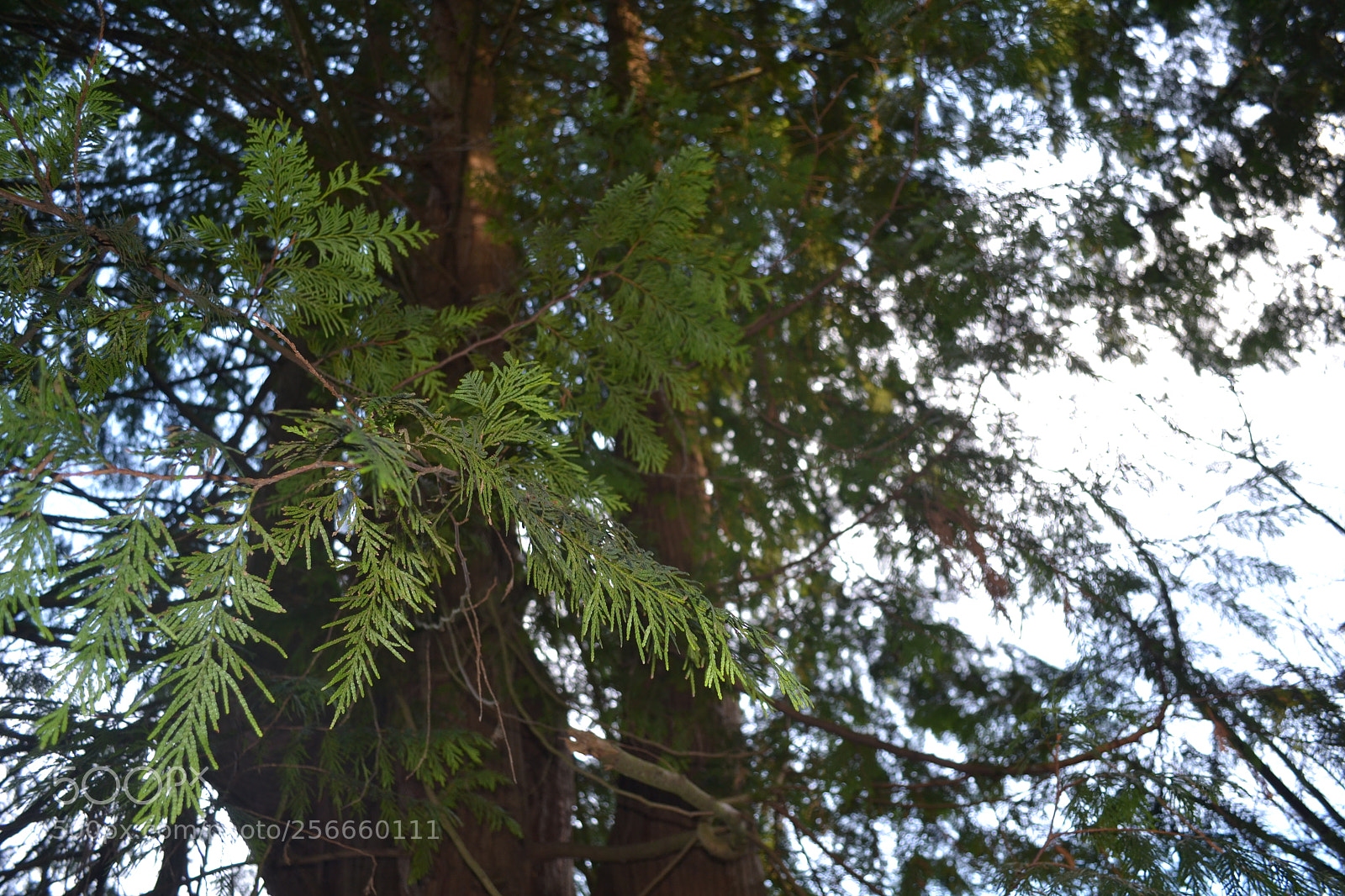 Nikon D3100 sample photo. Tree photography