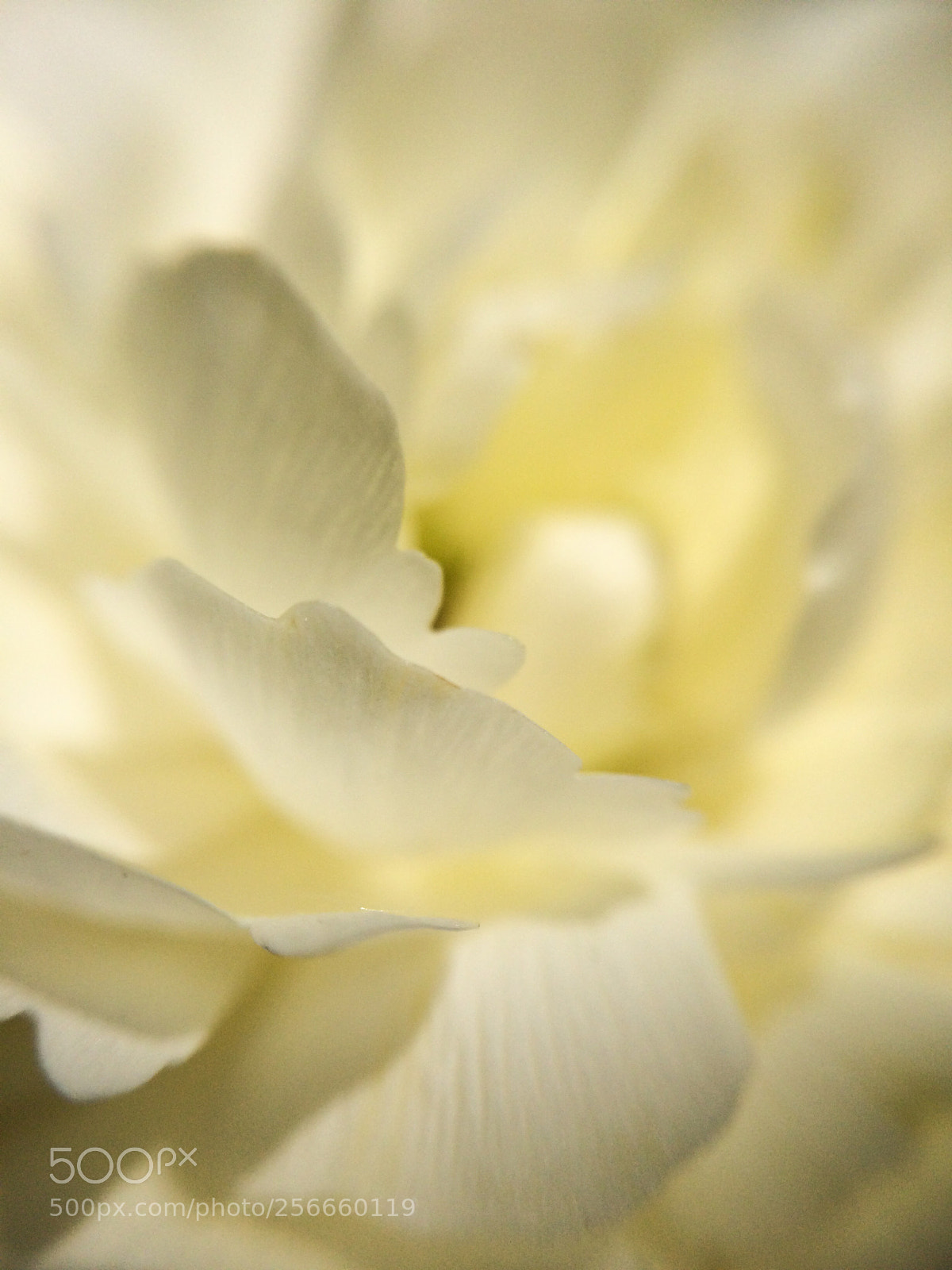 Apple iPhone 5s sample photo. White ranunculus photography