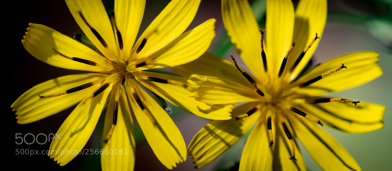 Pentax K-1 sample photo. By the roadside x photography