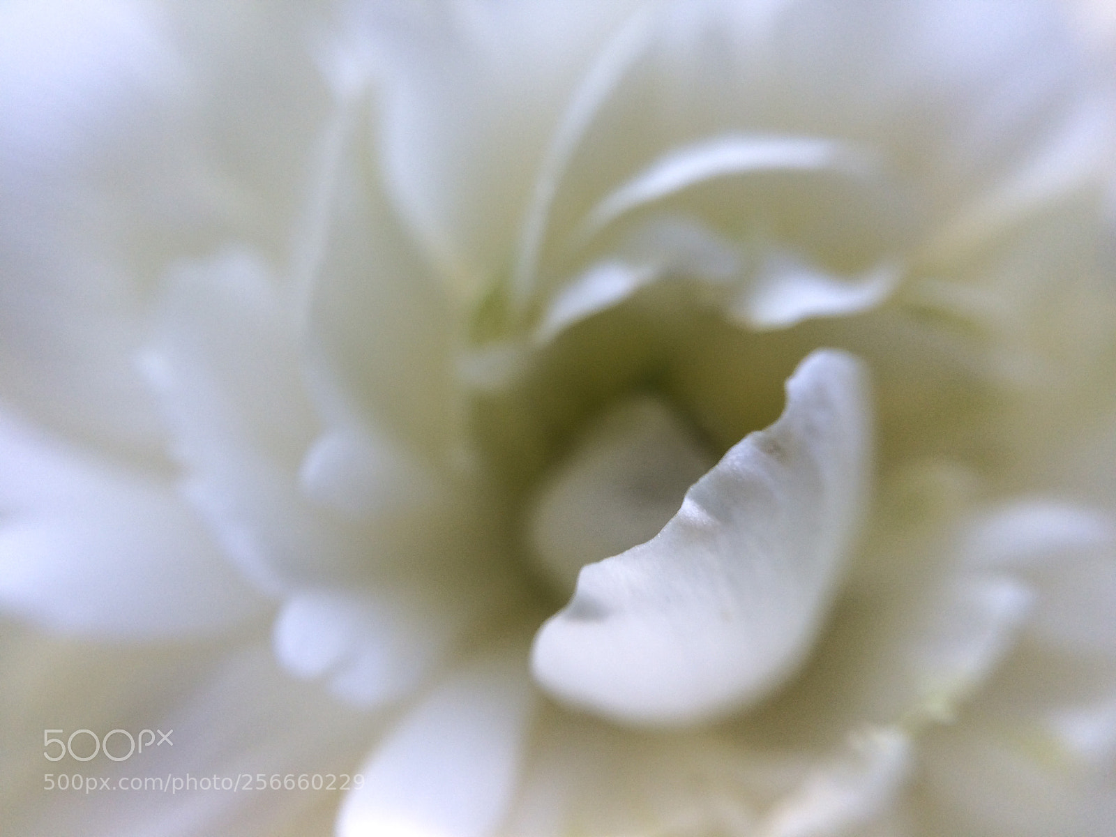 Apple iPhone 5s sample photo. White ranunculus photography