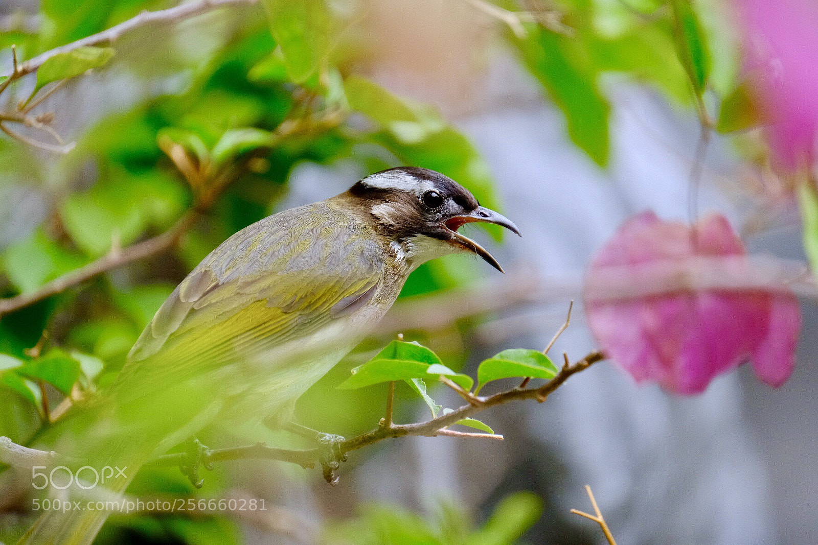 Fujifilm X-H1 sample photo. 白頭鵯 chinese bulbul photography