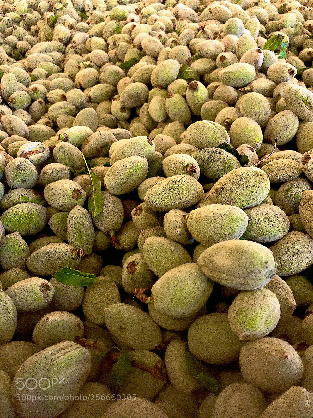 Apple iPhone 7 sample photo. Green almonds photography