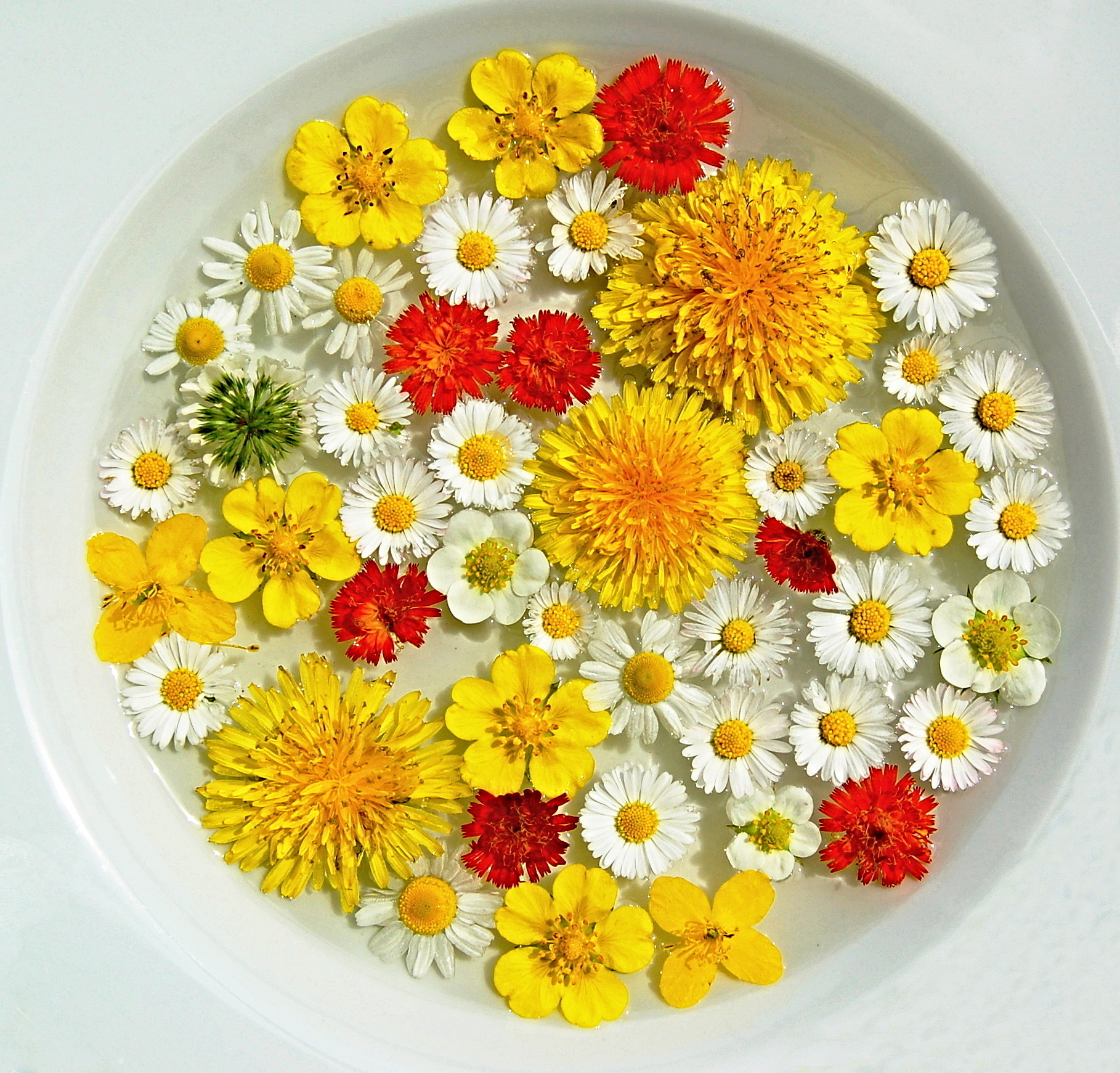 Nikon D50 sample photo. Soup of field flowers photography