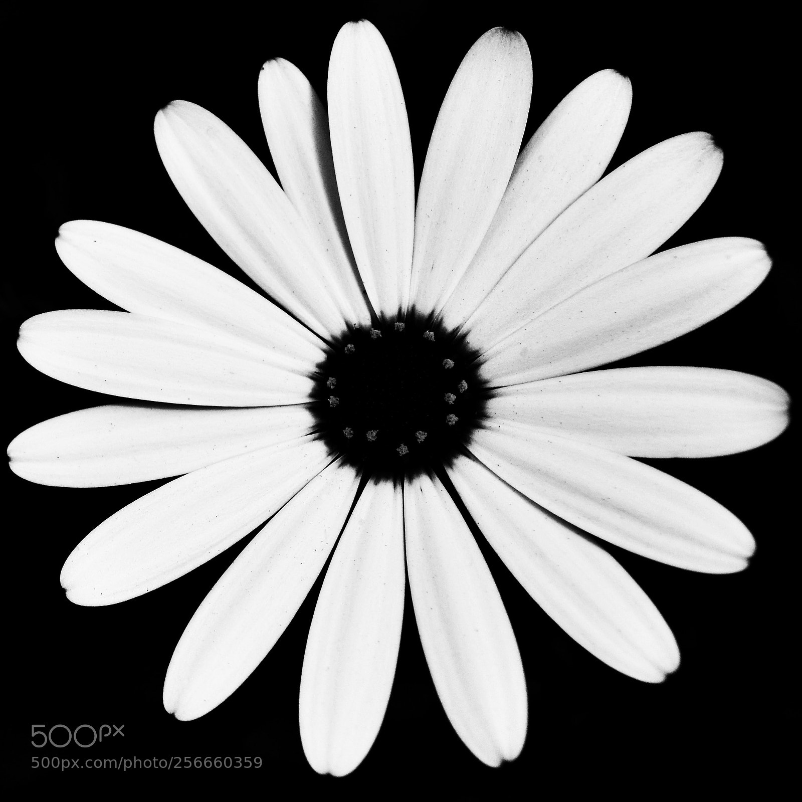 Nikon D3100 sample photo. Negreando el blanco photography