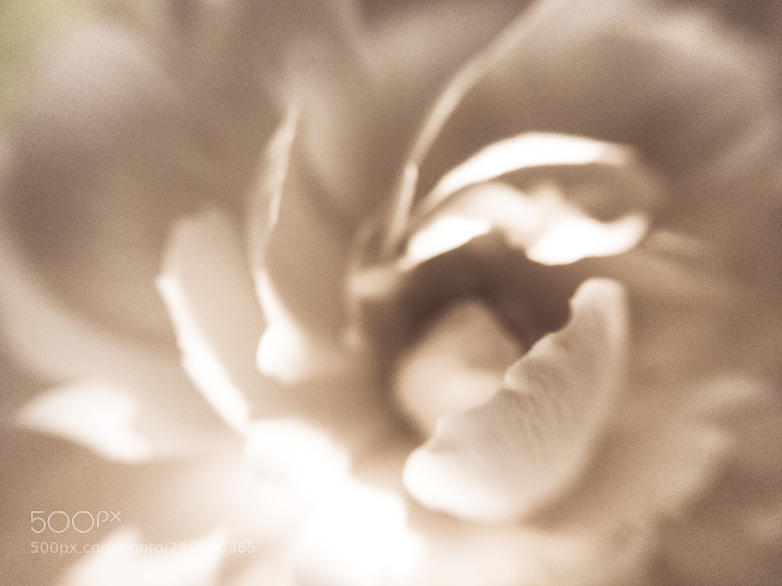 Apple iPhone 5s sample photo. White ranunculus photography