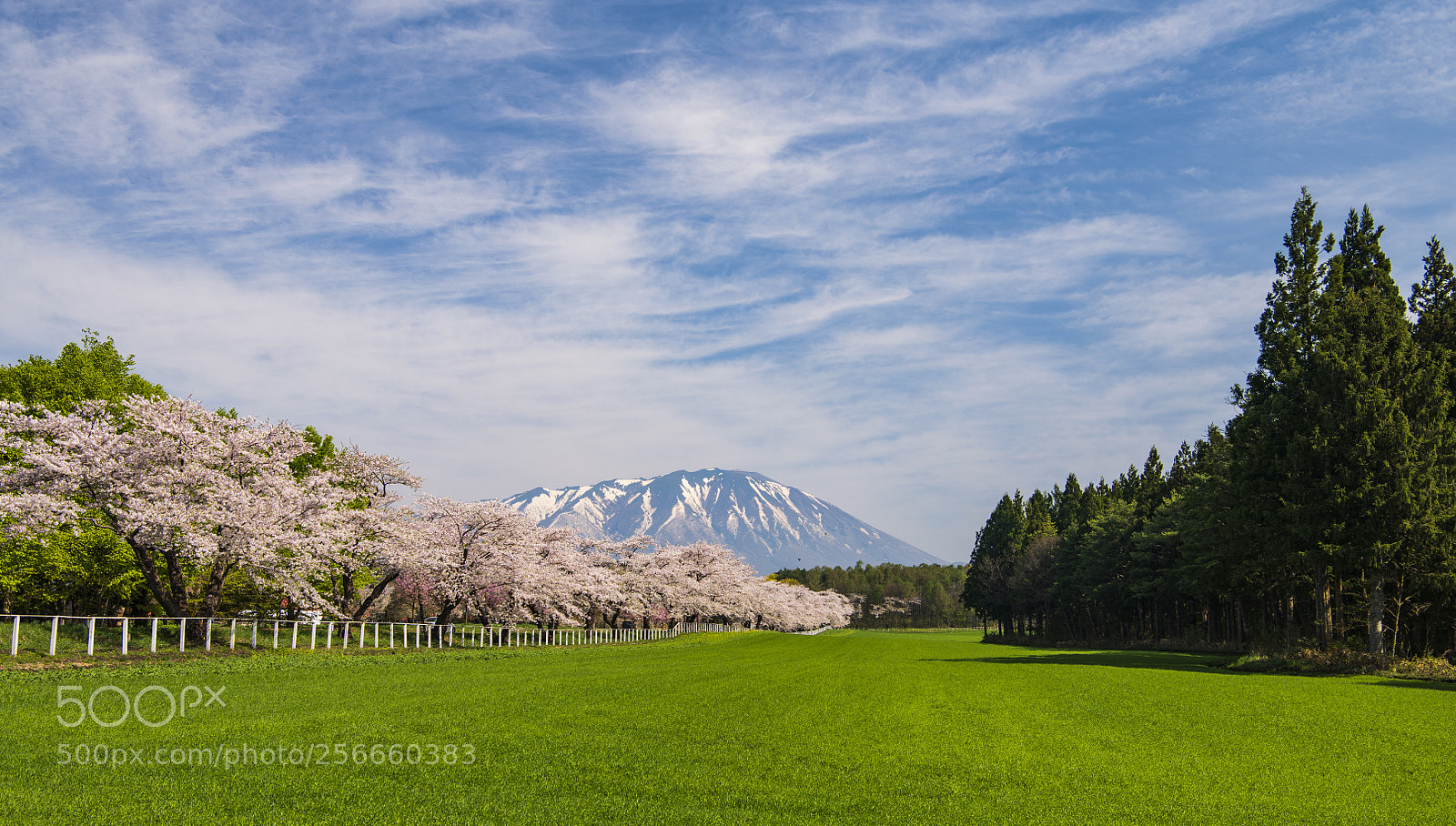 Nikon D850 sample photo. Spring in koiwai farm photography