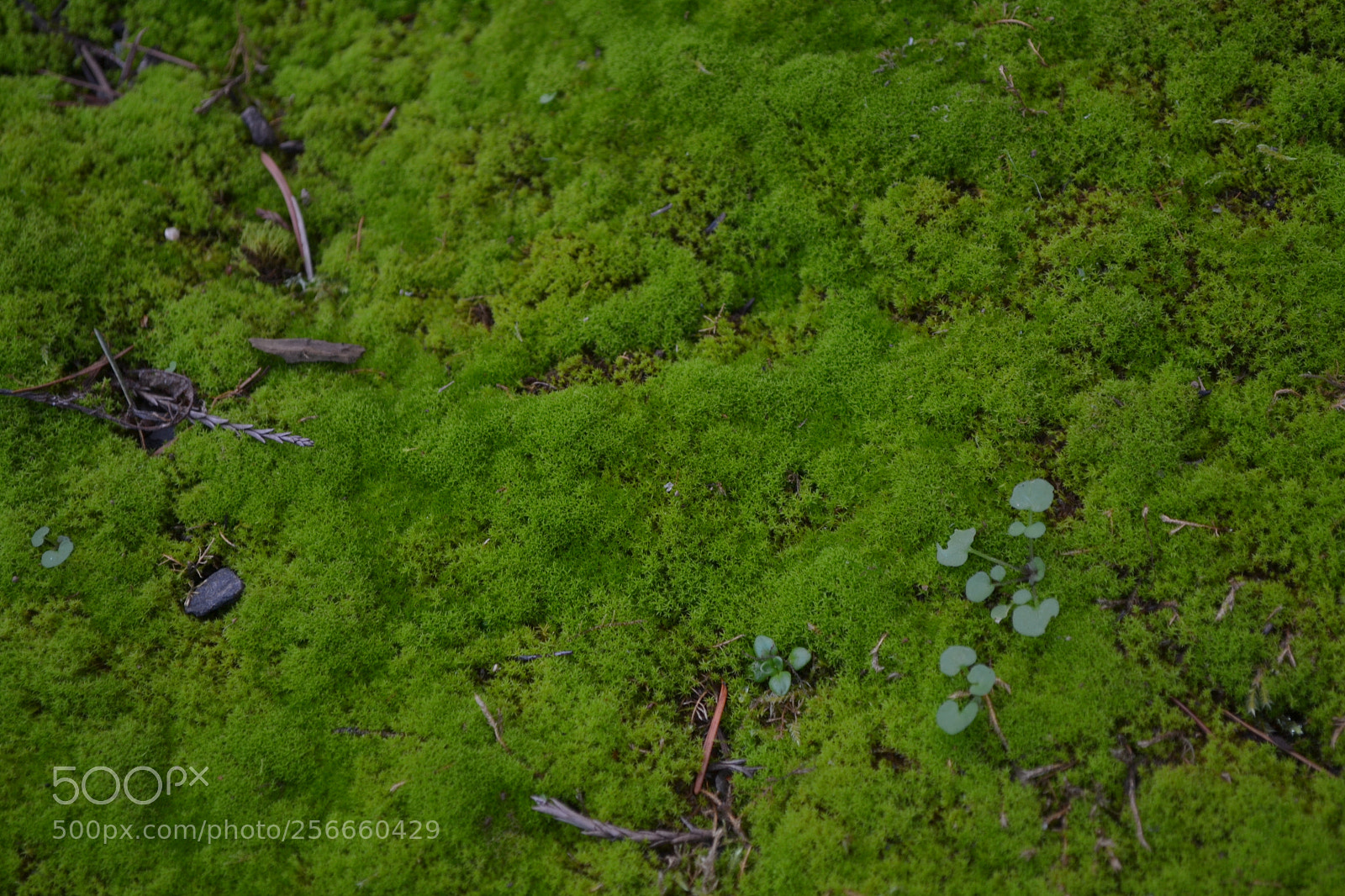 Nikon D3100 sample photo. Moss photography