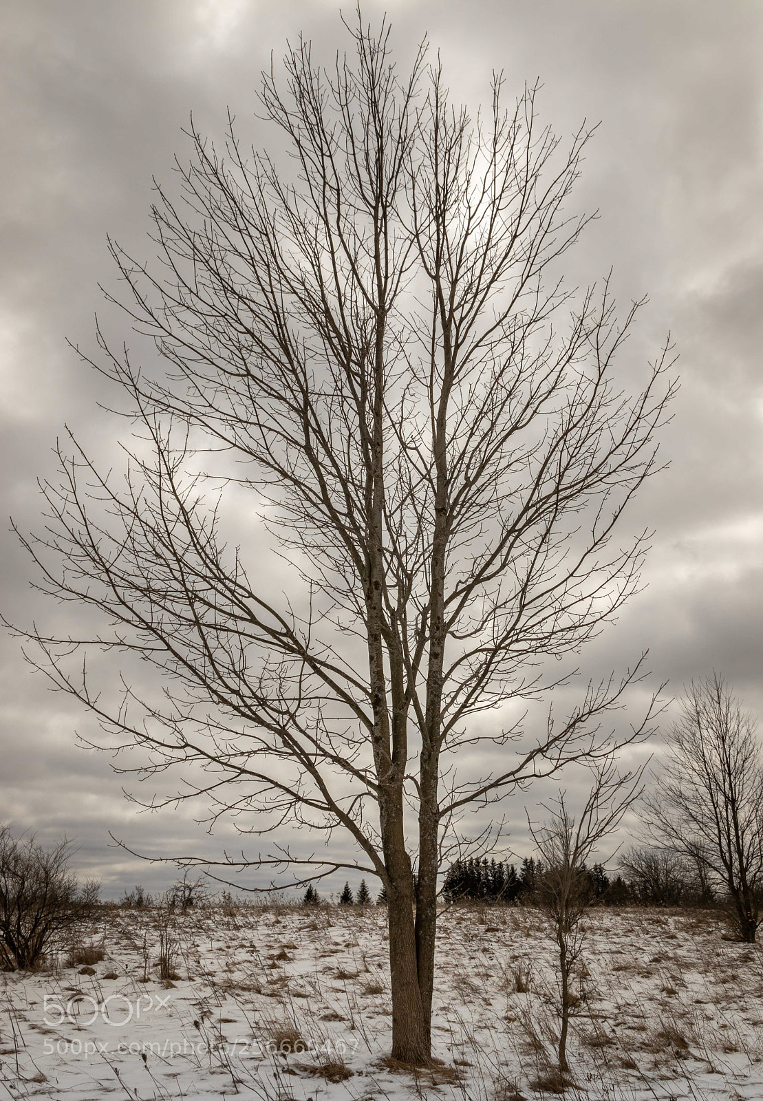 Canon EOS 77D (EOS 9000D / EOS 770D) sample photo. Canadian spring photography