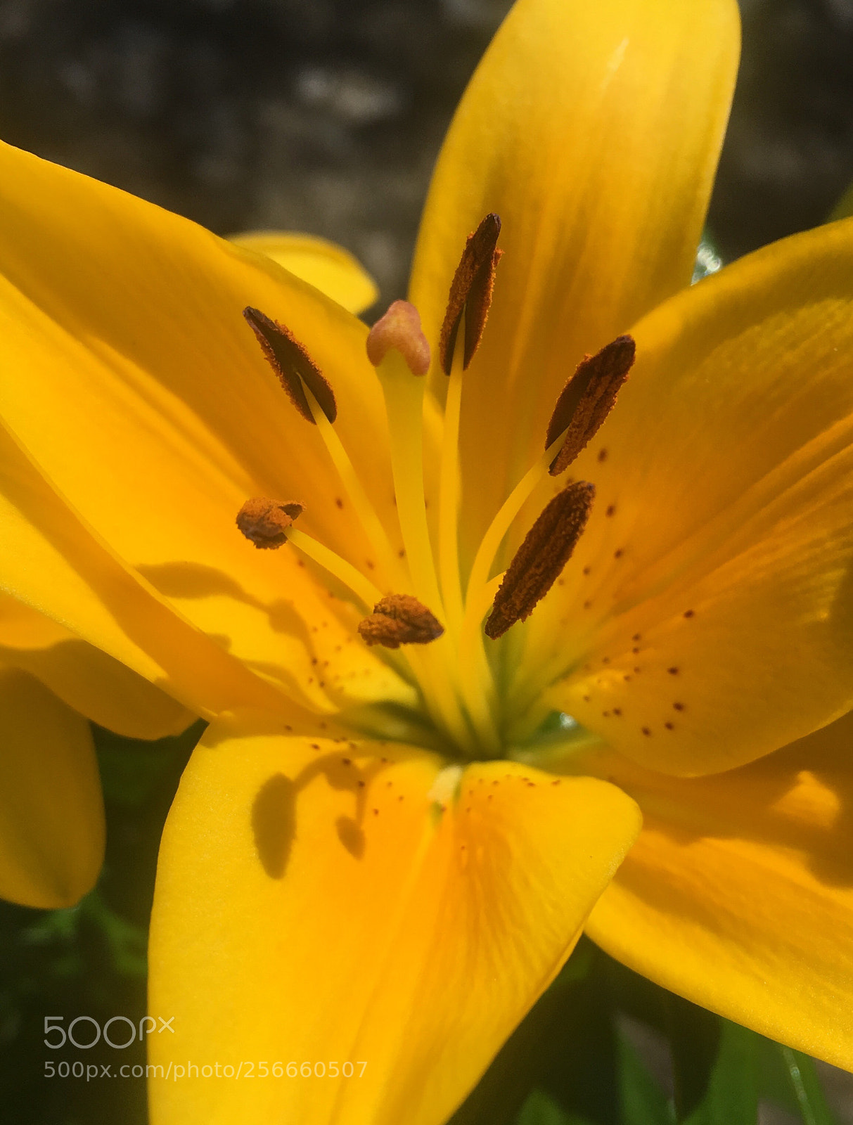 Apple iPhone 6s sample photo. Here comes the sun photography