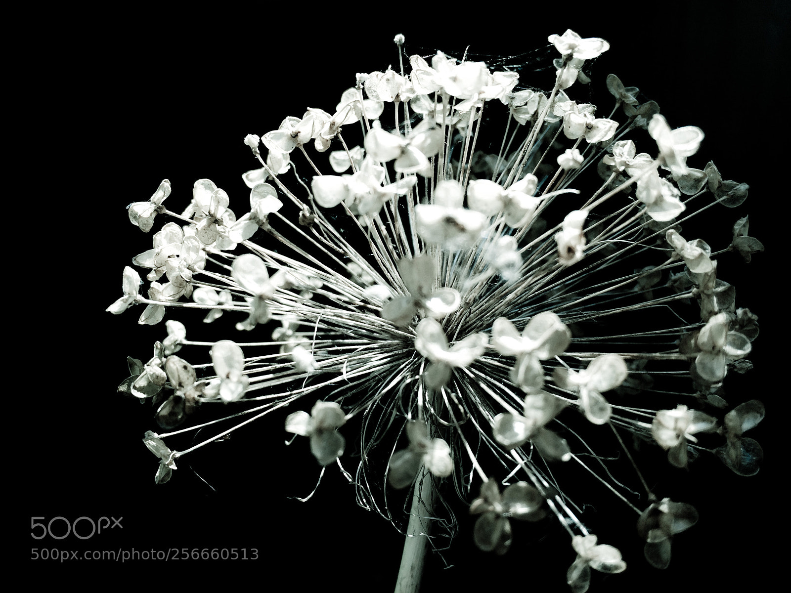 Apple iPhone 5s sample photo. Allium photography