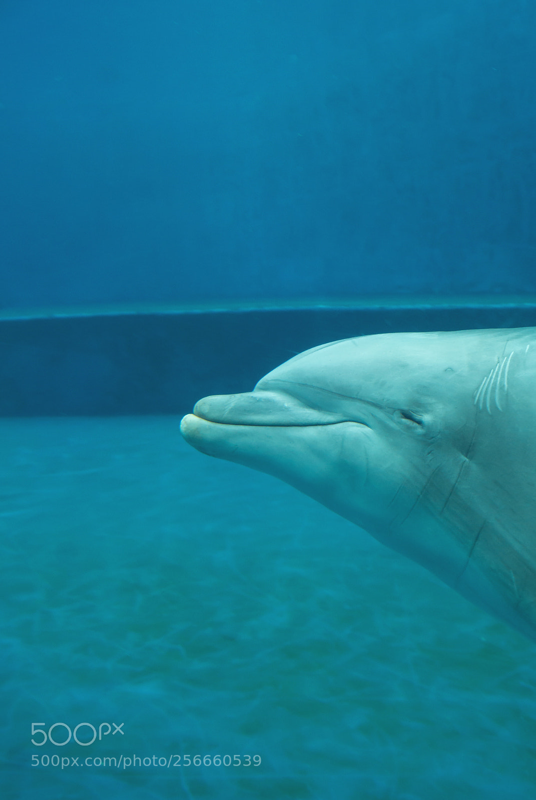 Sony SLT-A58 sample photo. Happy dolphin photography