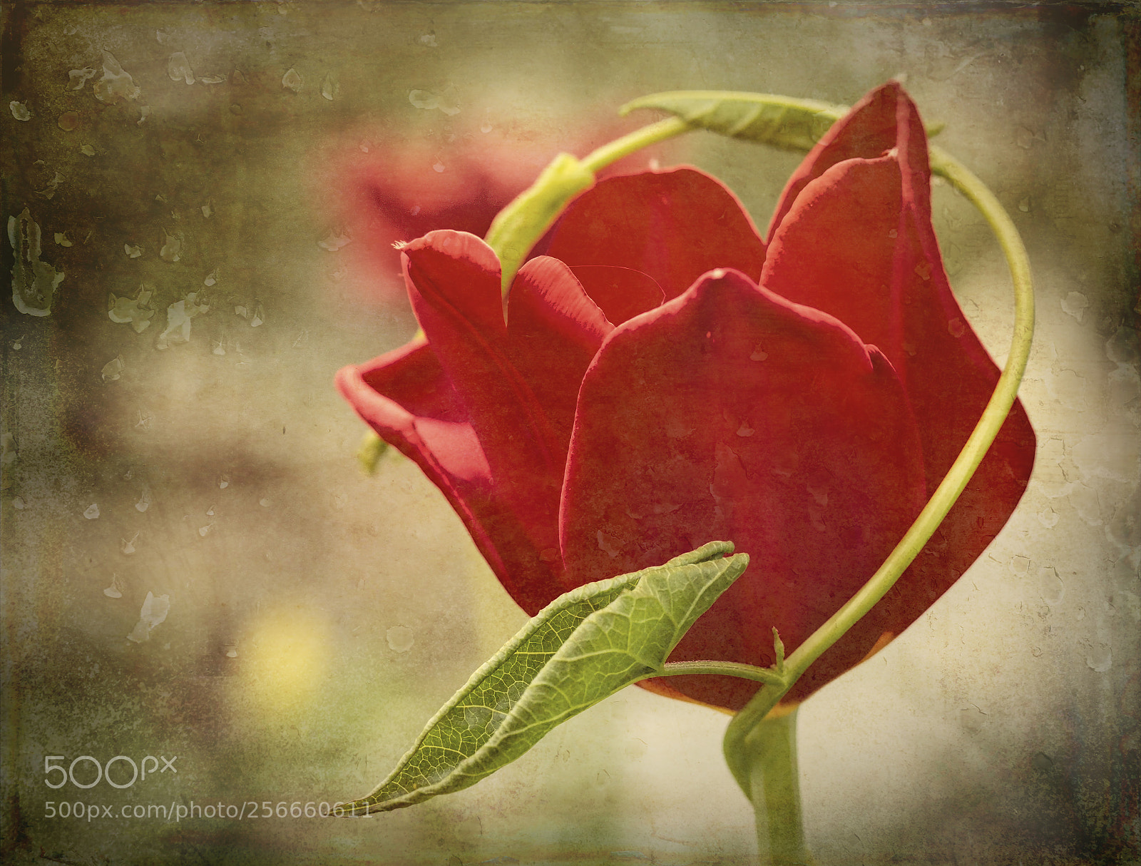 Canon EOS 60D sample photo. Tulip photography