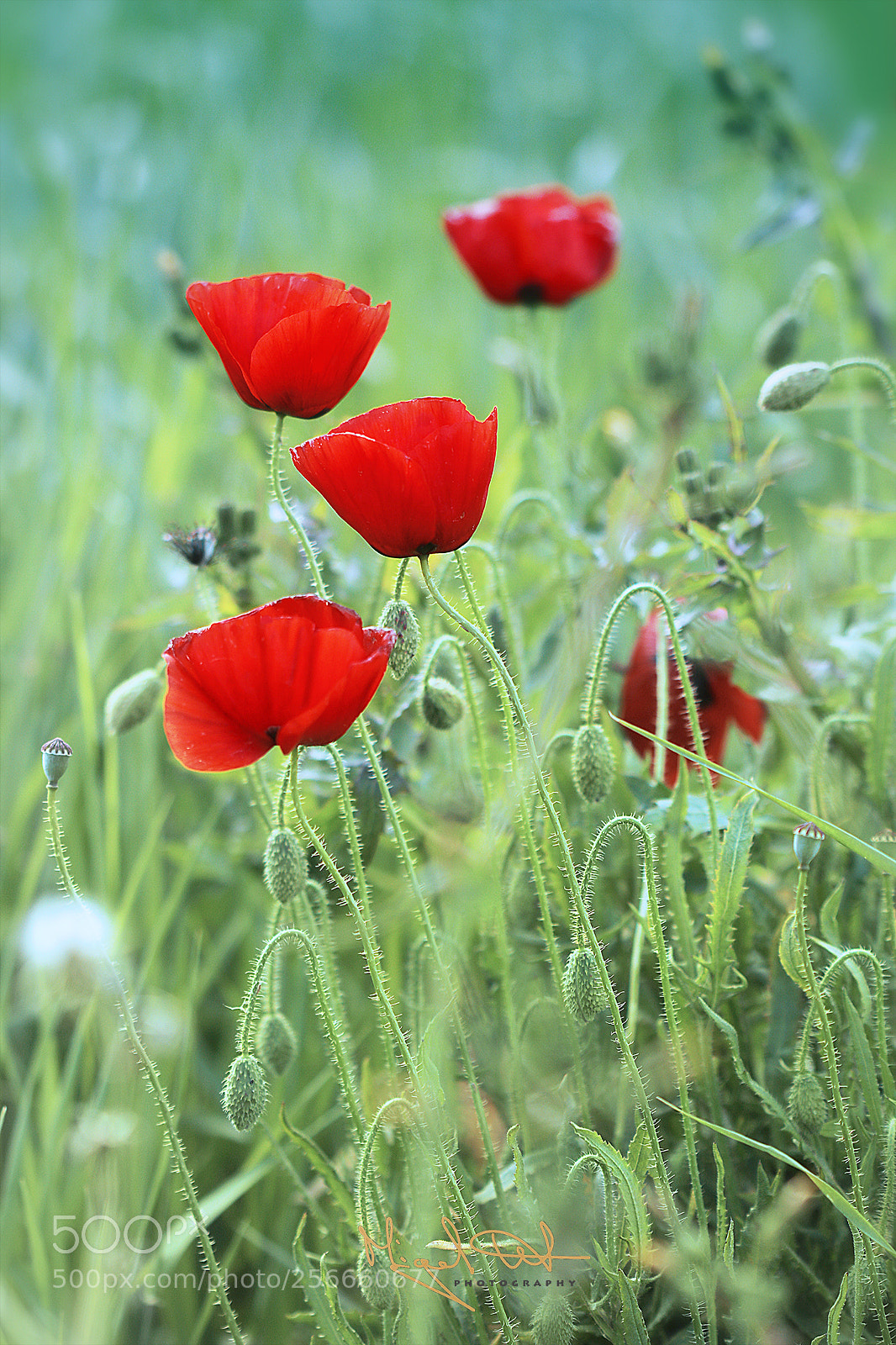 Canon EOS 80D sample photo. Fields of poppies photography