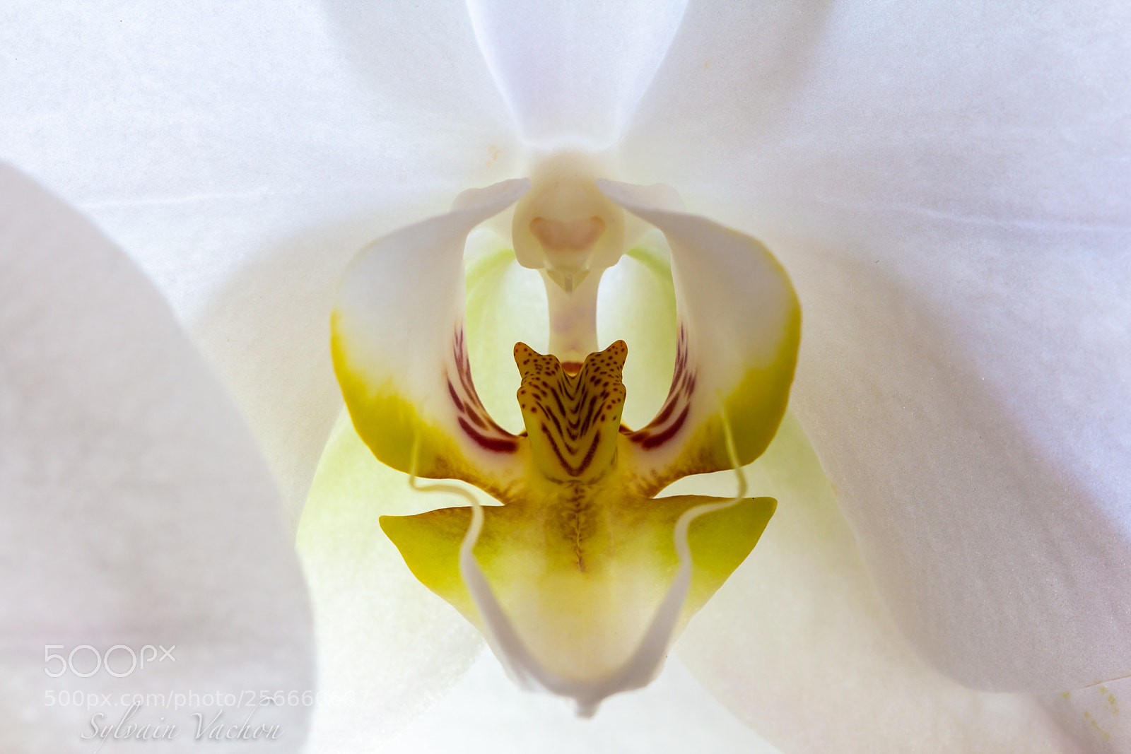 Canon EOS 60D sample photo. Orchidée photography