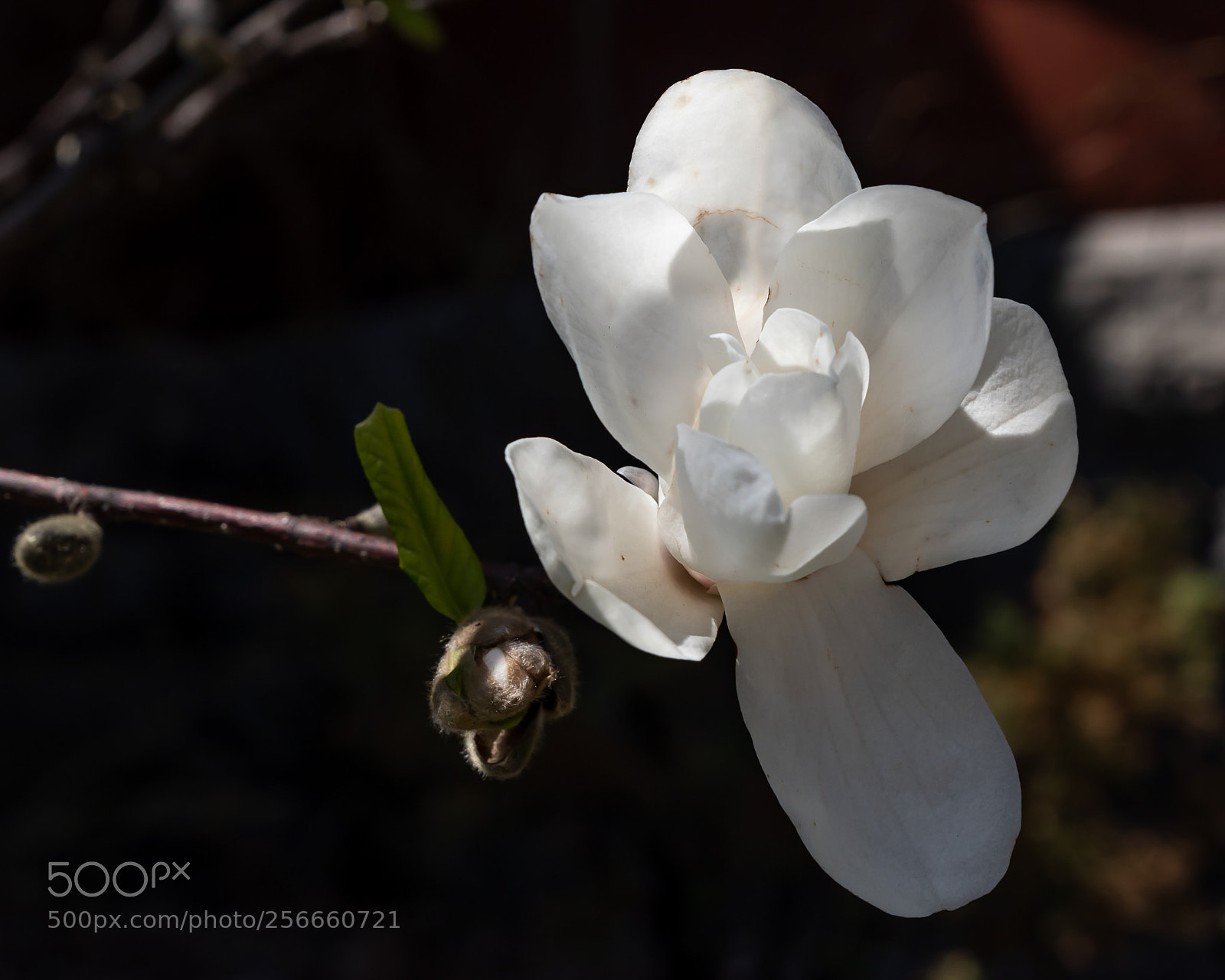 Canon EOS 77D (EOS 9000D / EOS 770D) sample photo. Magnolia photography