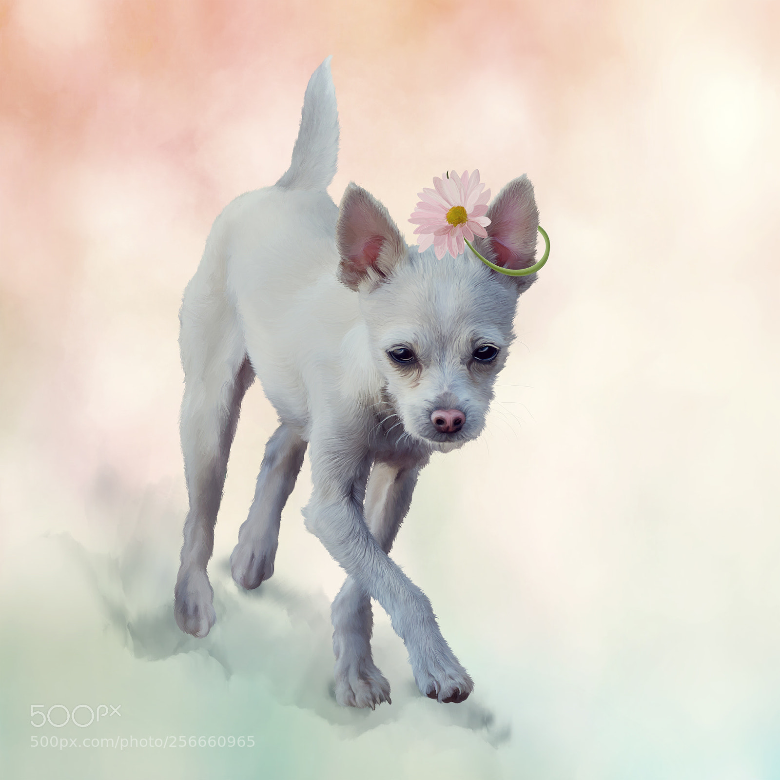 Nikon D800 sample photo. Small white dog painting photography