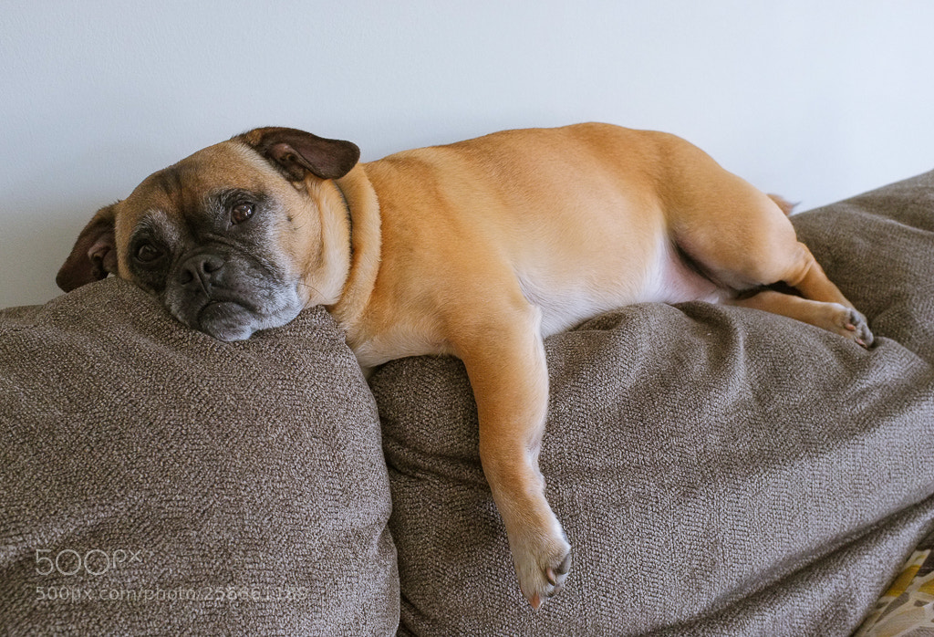 Fujifilm FinePix X100 sample photo. My spirit animal photography