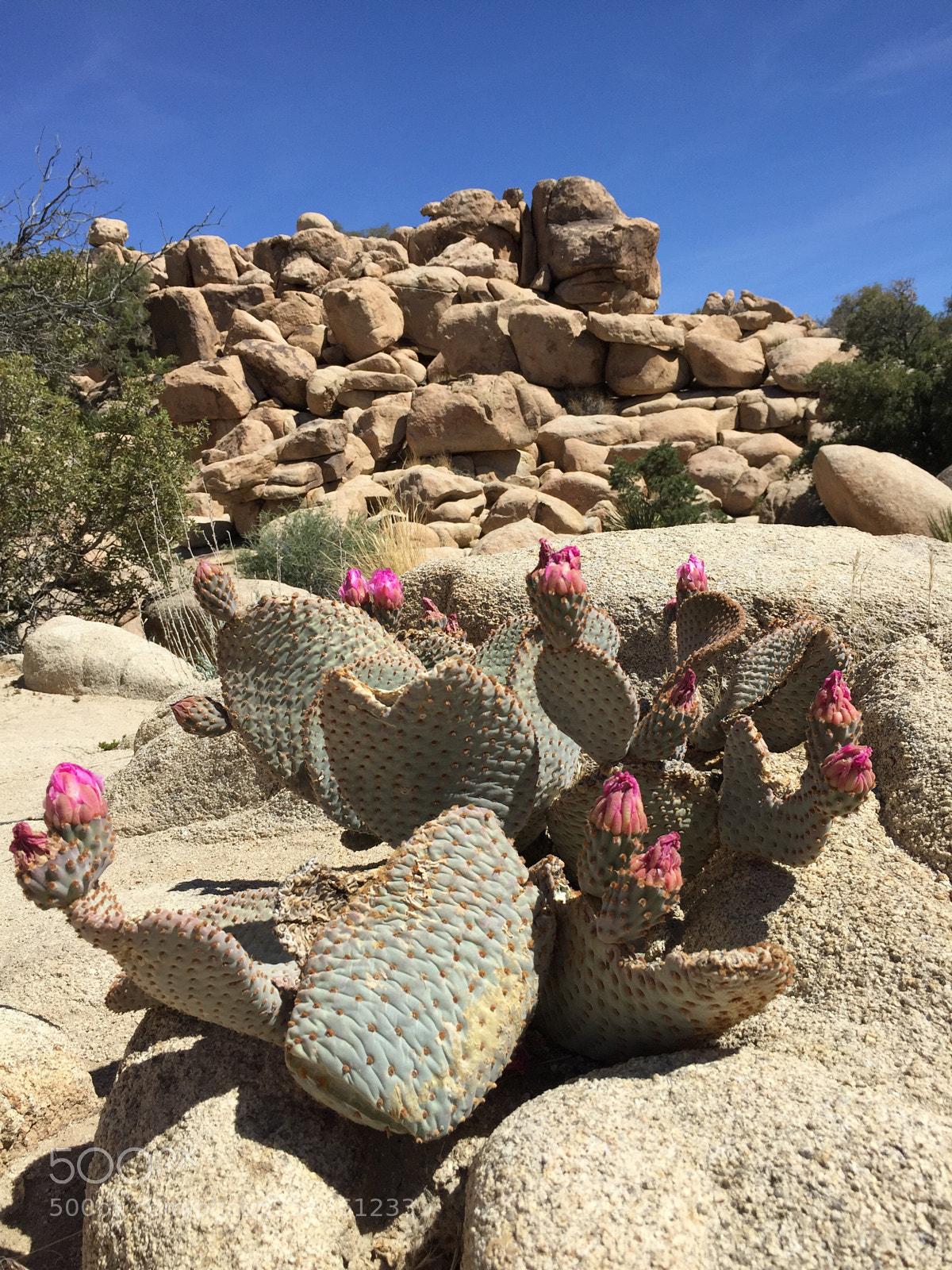 Apple iPhone 6 sample photo. Untitled photography