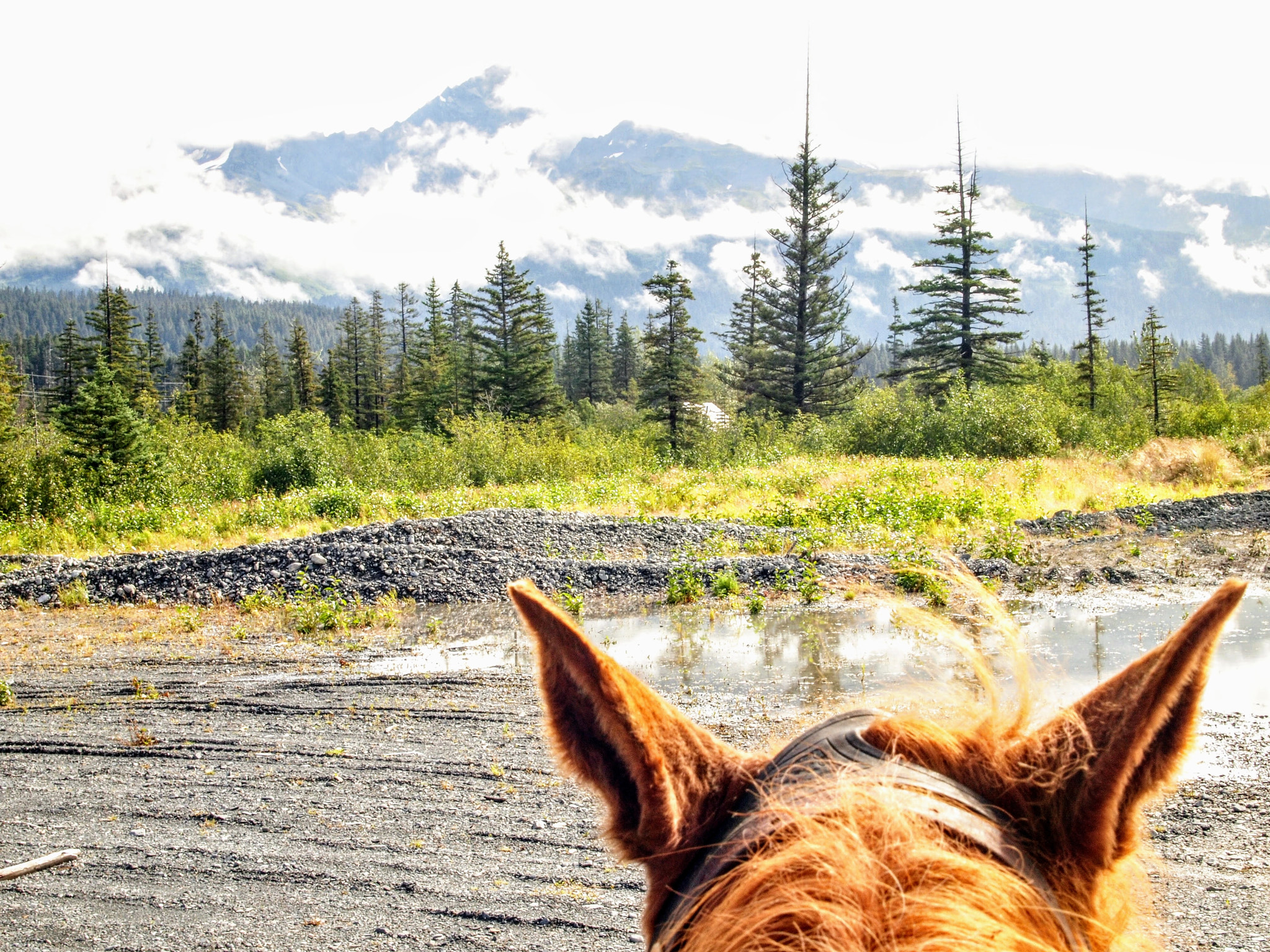 Olympus PEN E-P1 sample photo. Horseback ridin' photography
