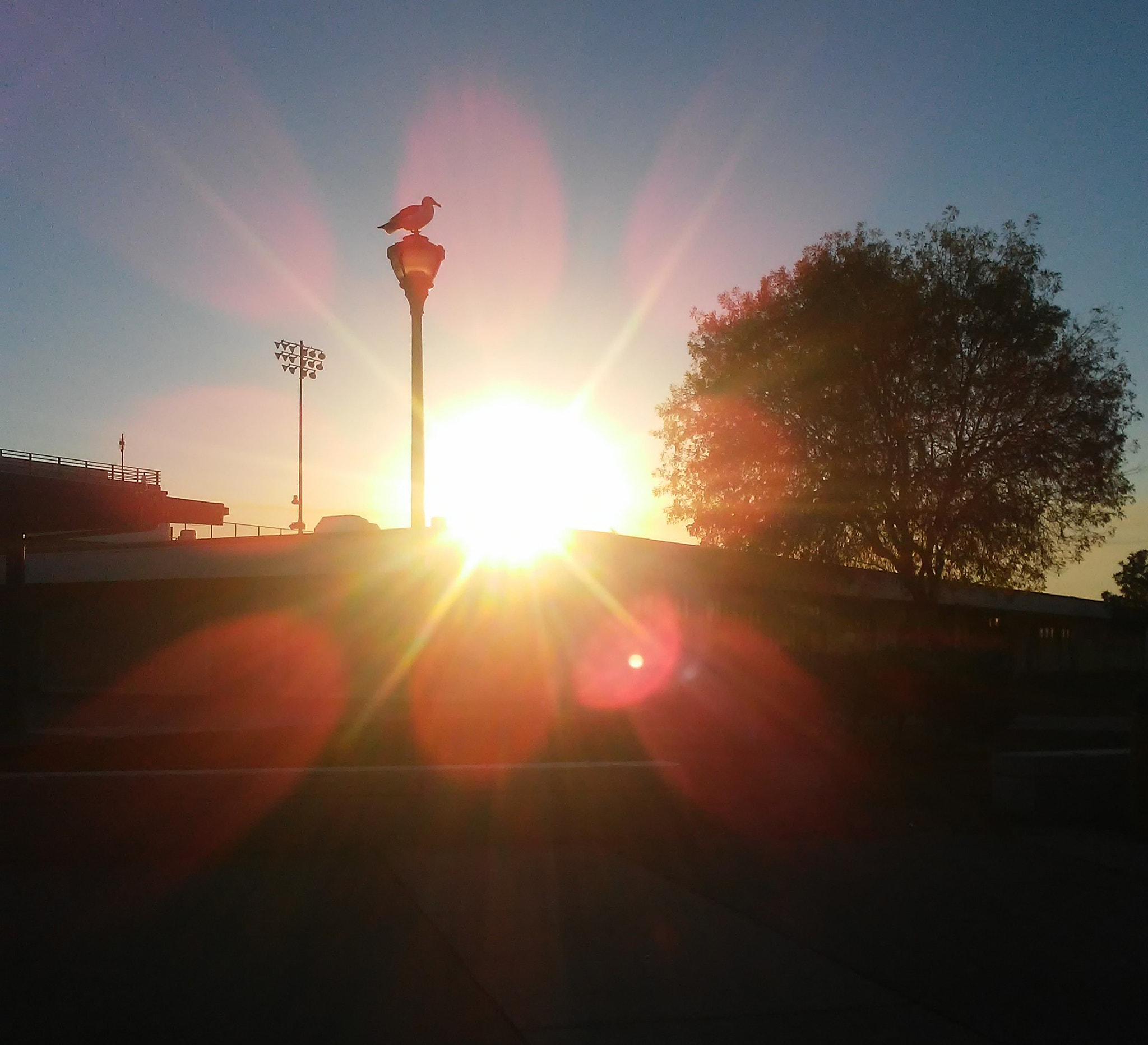 LG K10 sample photo. Phoenix photography