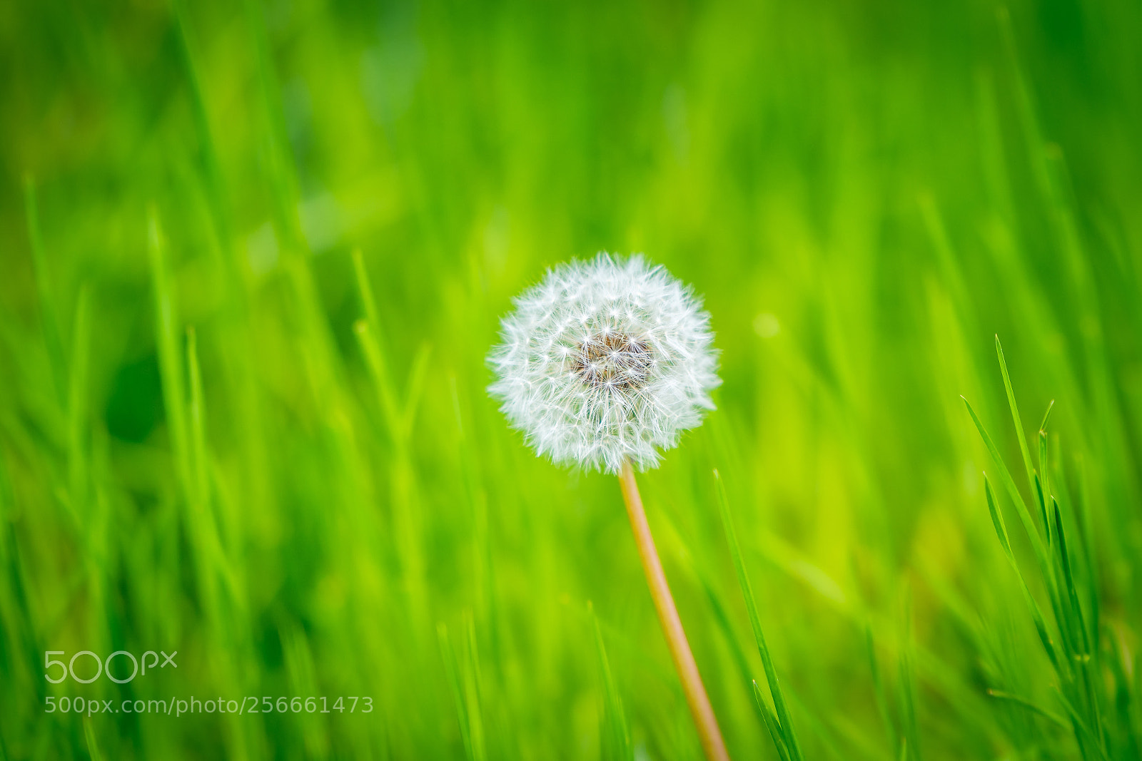 Nikon D500 sample photo. Dandelion photography