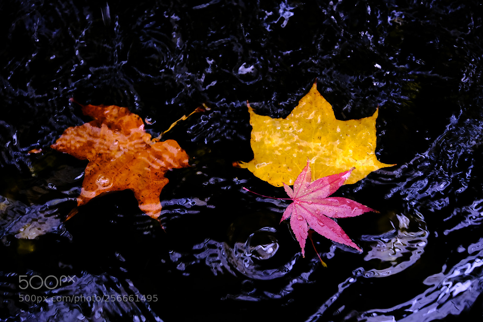Fujifilm X-T2 sample photo. Untitled photography
