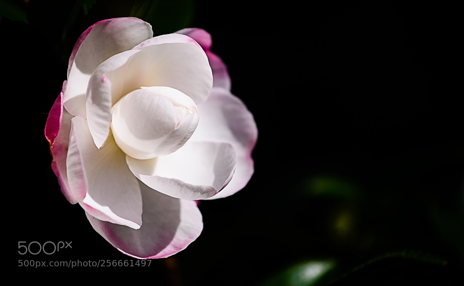 Nikon D610 sample photo. Camelia sasanqua photography