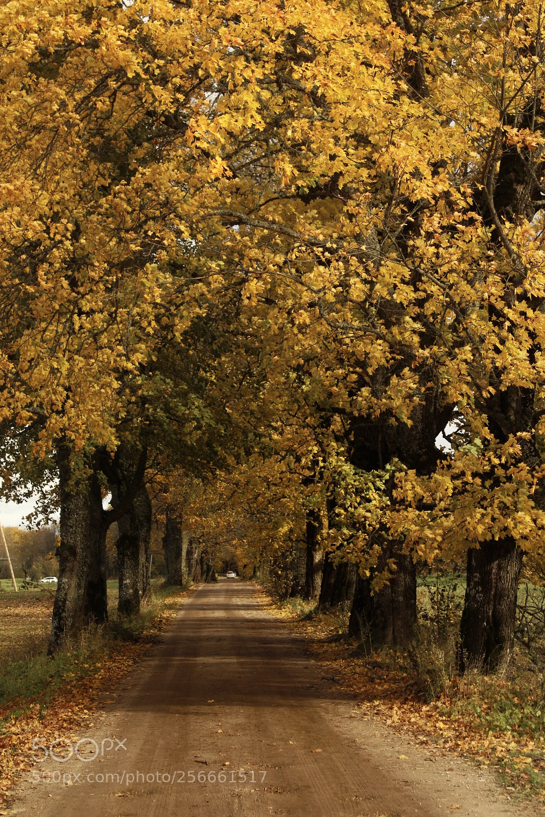 Canon EOS 1300D (EOS Rebel T6 / EOS Kiss X80) sample photo. Autumn at it's best photography