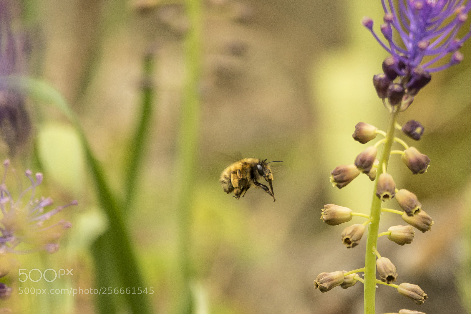 Canon EOS 7D Mark II sample photo. Where is the nectar?! photography