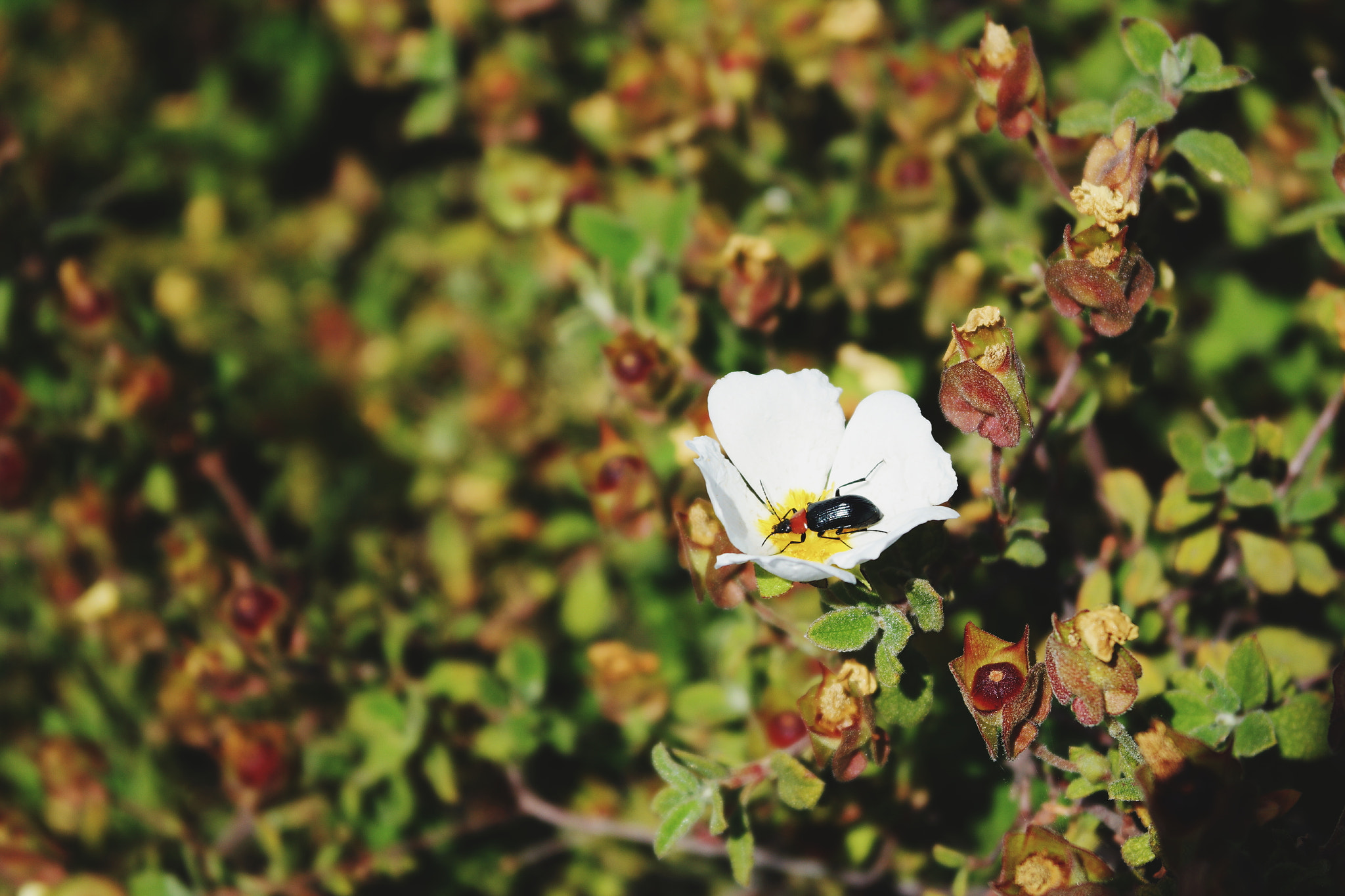 Samsung NX2000 sample photo. 🐜 photography
