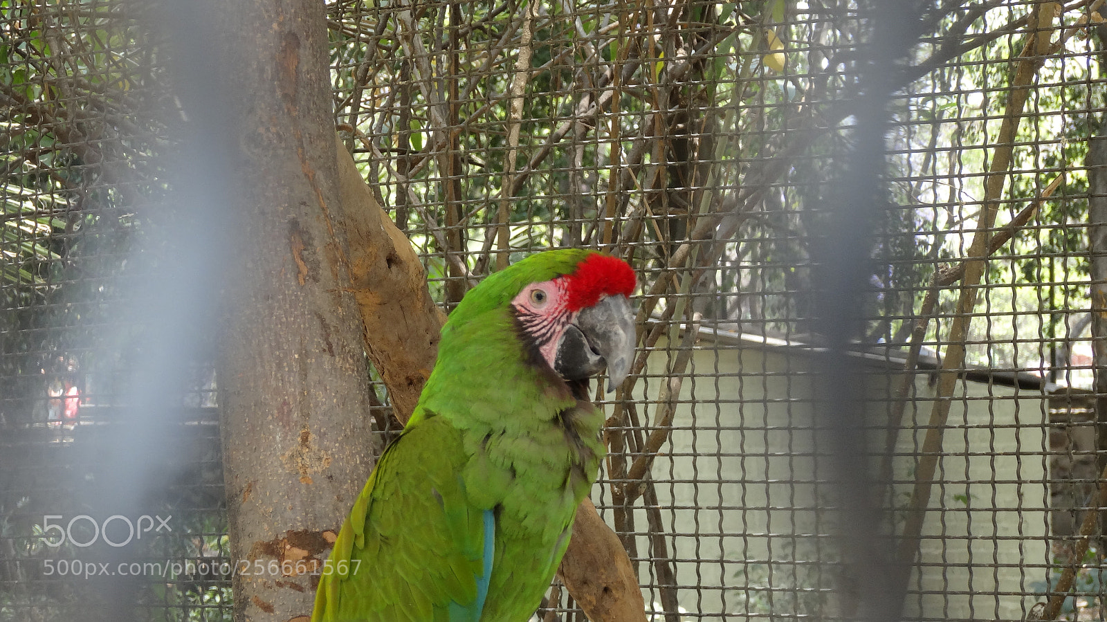 Sony Cyber-shot DSC-HX20V sample photo. Green photography