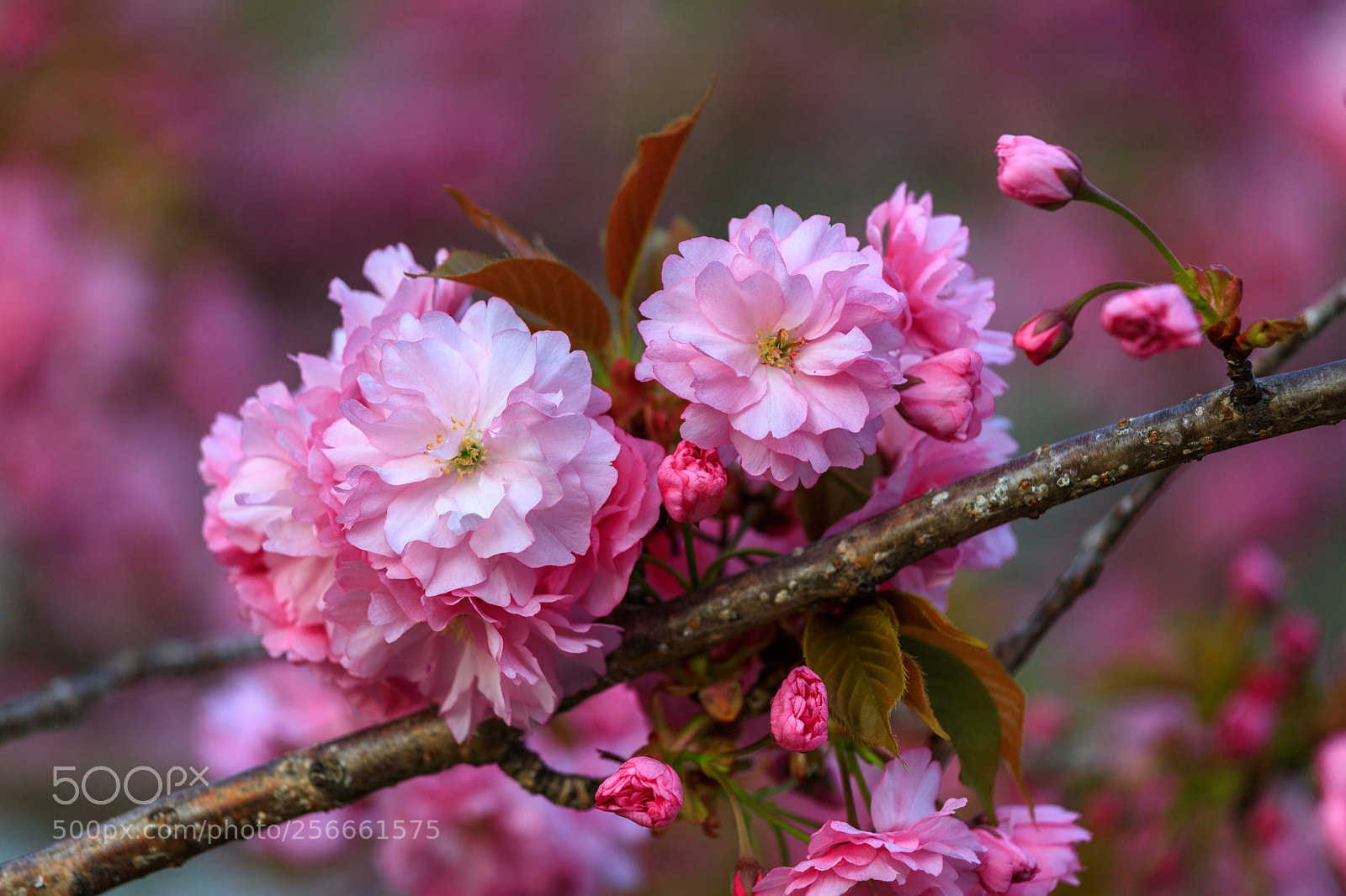Canon EOS 6D Mark II sample photo. New york in bloom photography